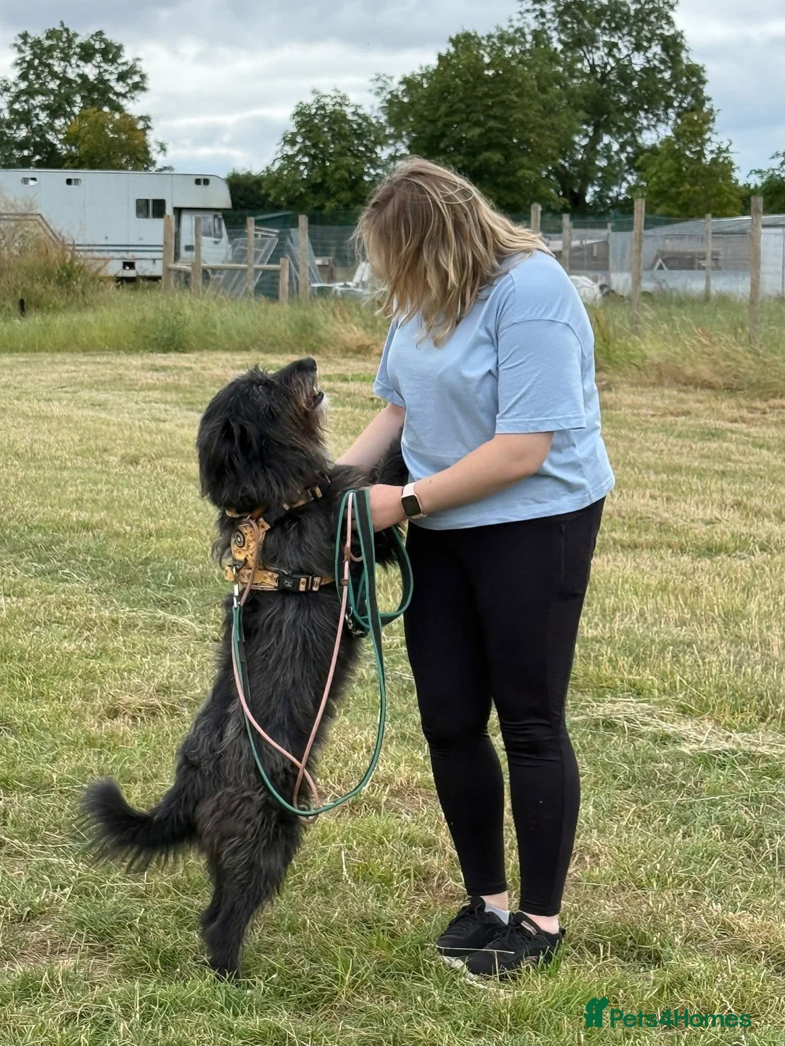 Herbie ๐ Female-only home needed! photo 5