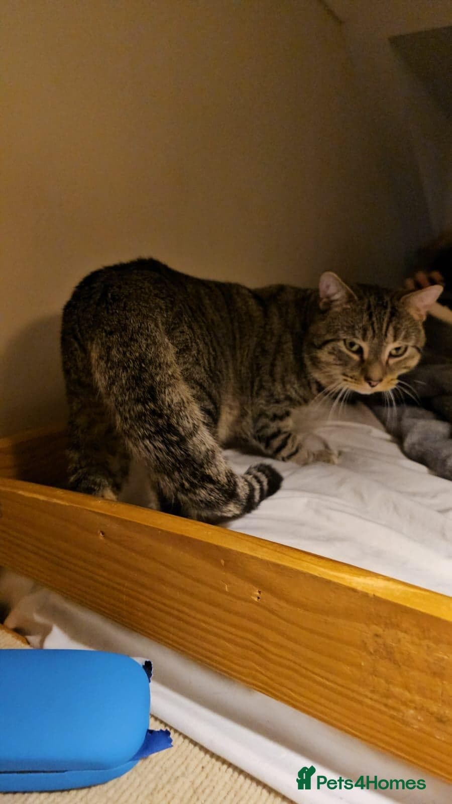 Gentle 10 month rescue MaleCat photo 13