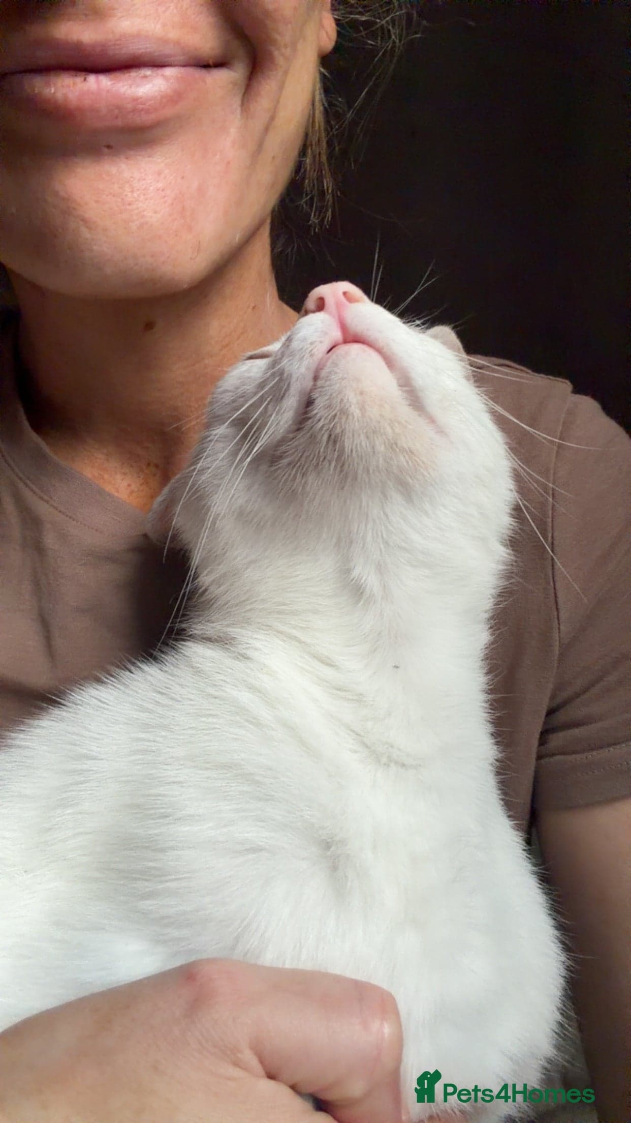 Toastie — Arabian Mau