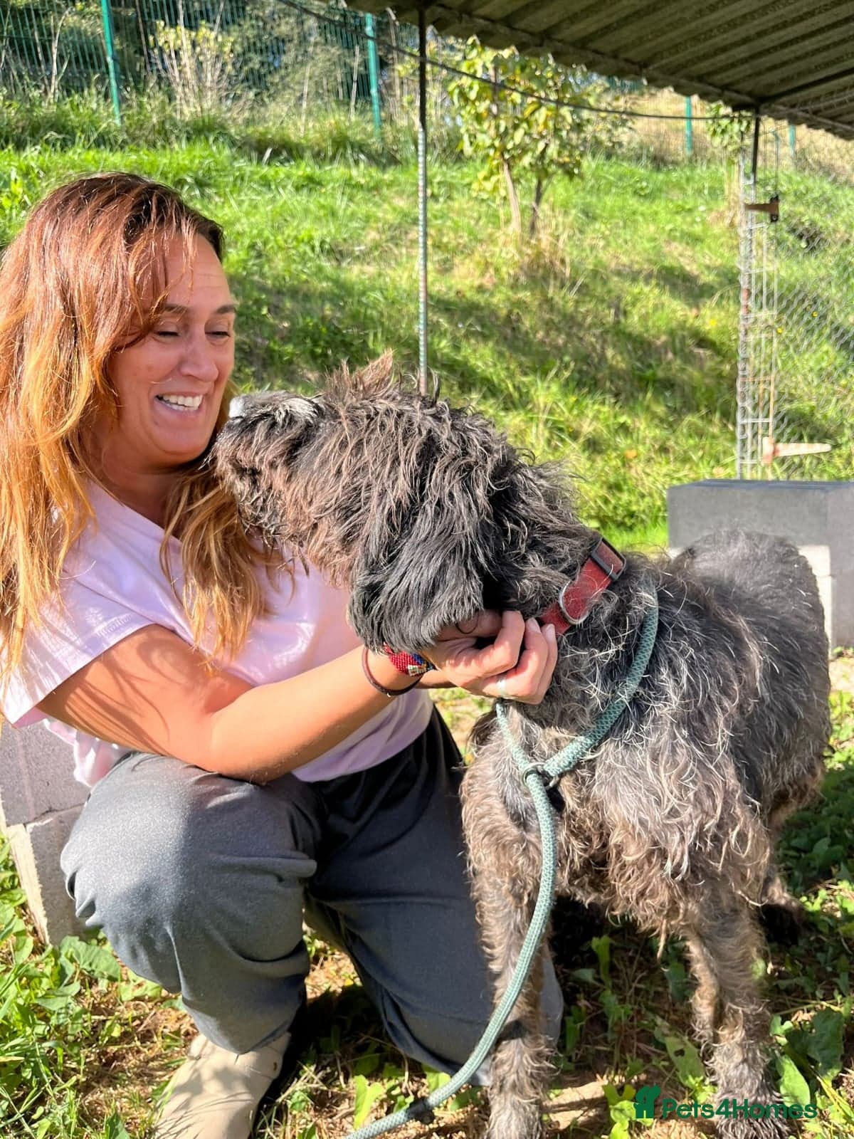 German Wirehaired Pointer Orla photo 5
