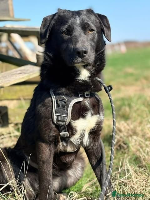 Meet Margot, currently residing in Essex — Mixed Breed