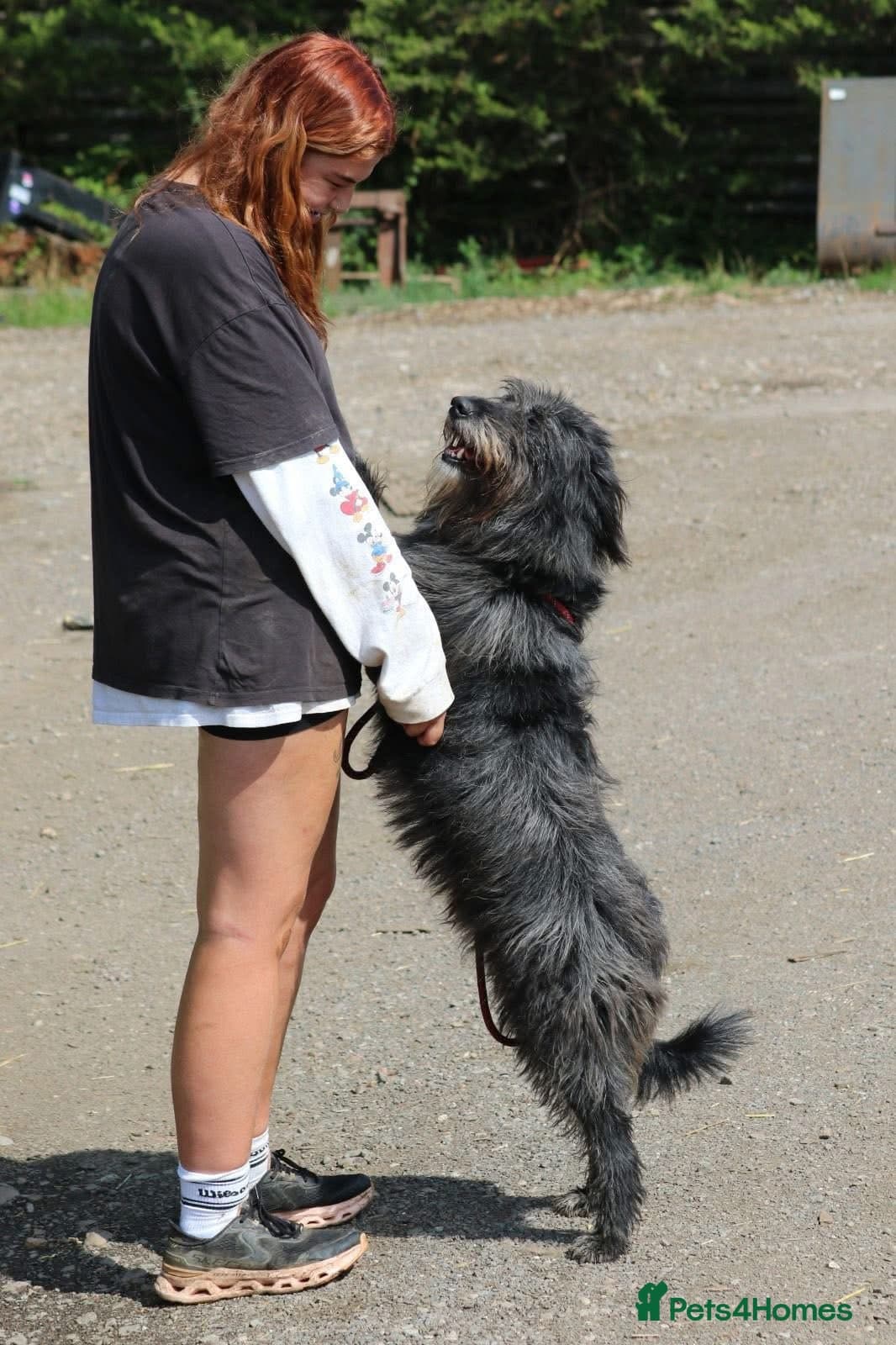 Herbie ๐ Female-only home needed! photo 9