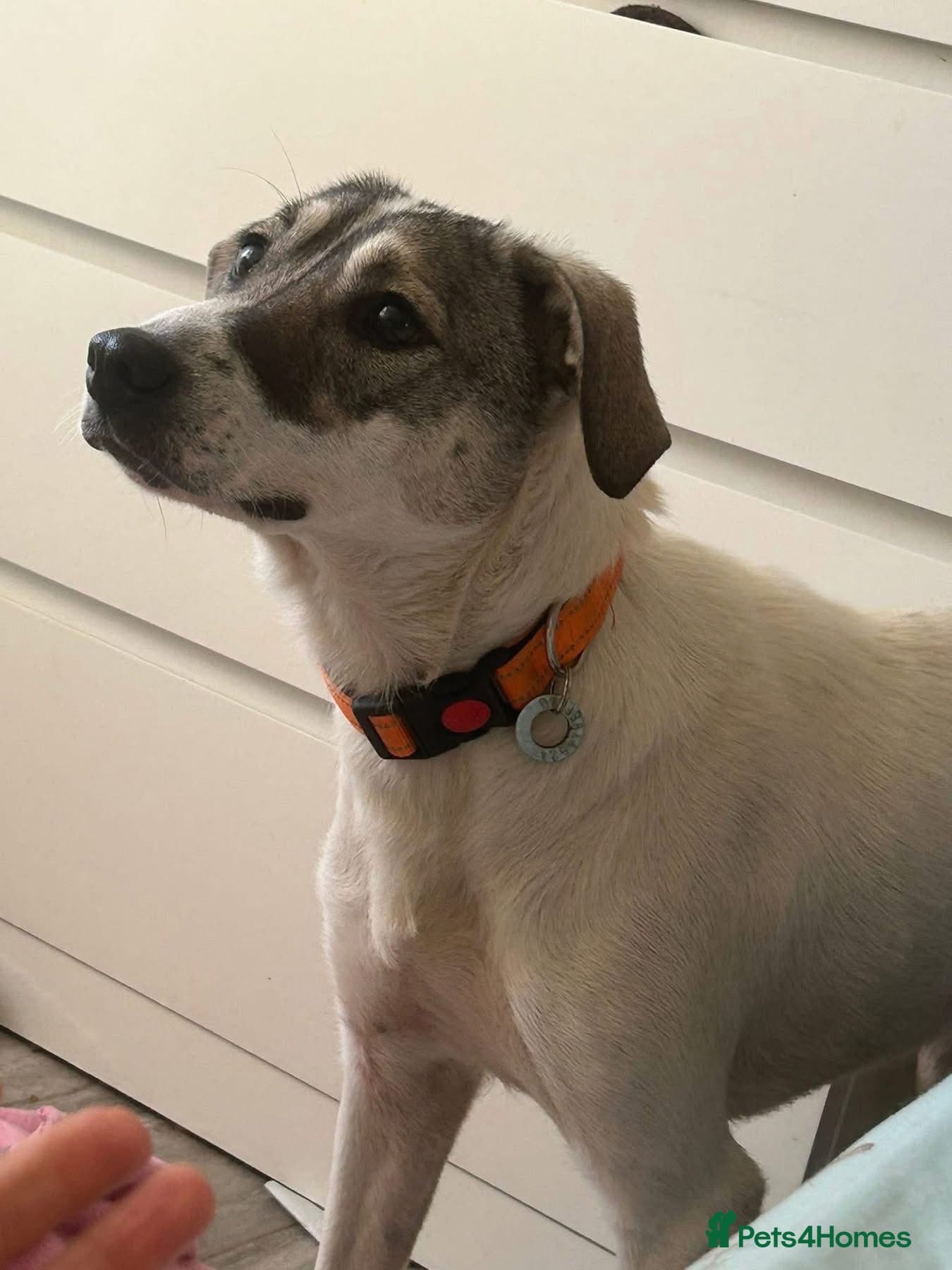 Lotty (2) Norwich Norfolk photo 2