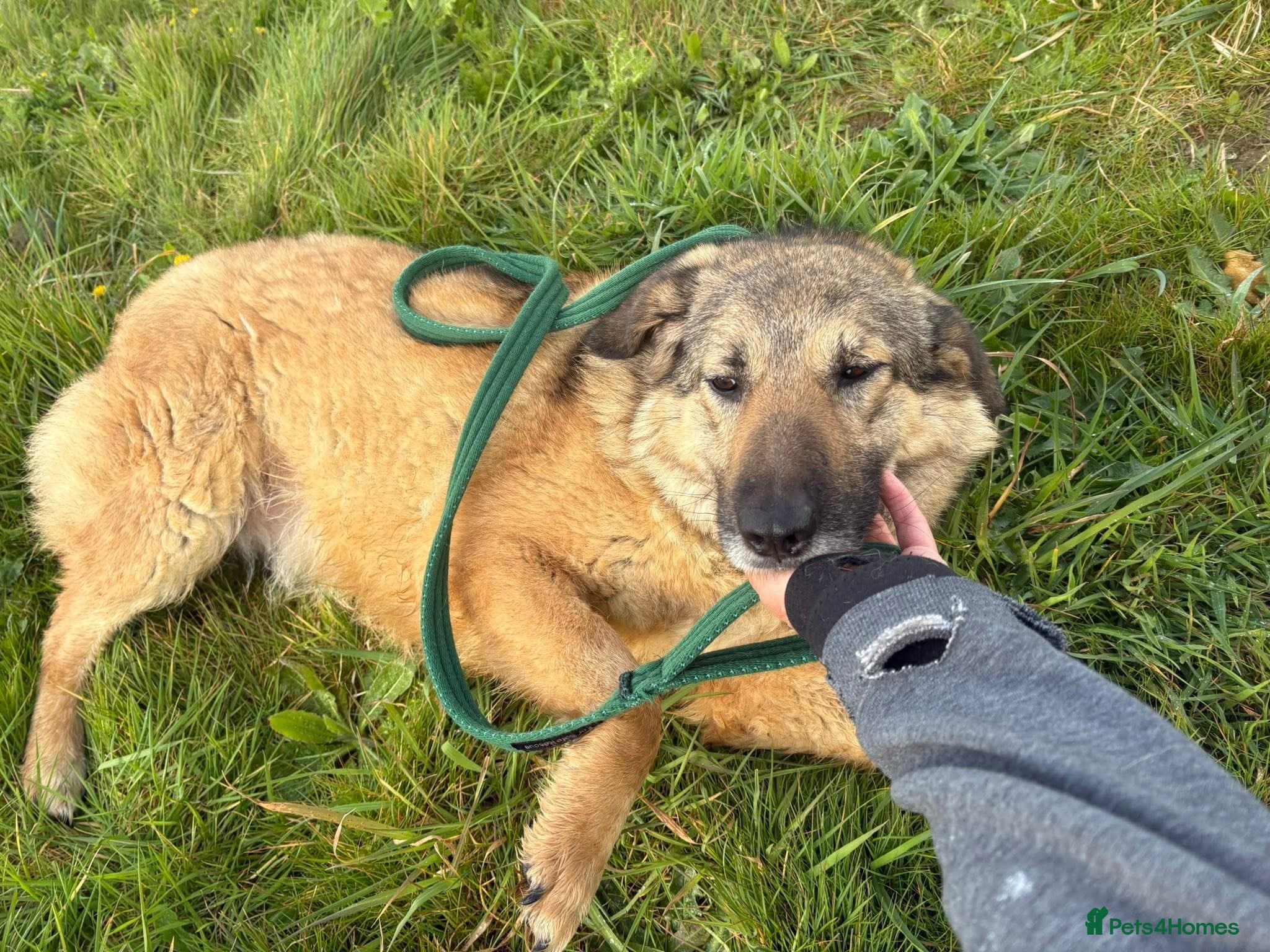 Amanda - Norwich Norfolk photo 8