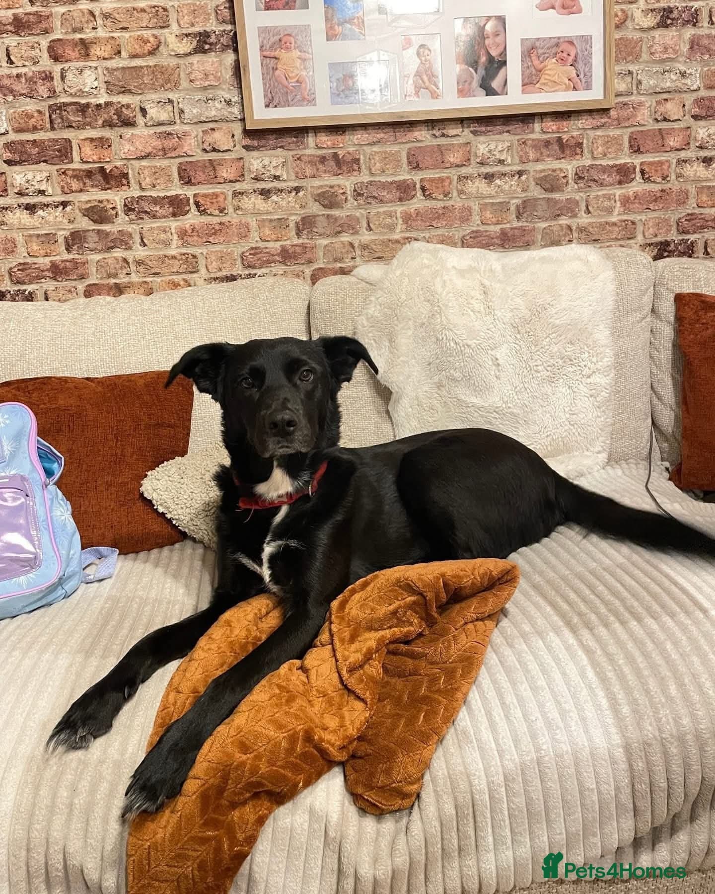 ️beautiful nova ✨️ photo 2