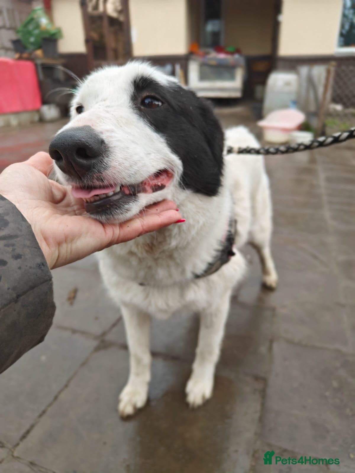 οΈπΆ suzy photo 4