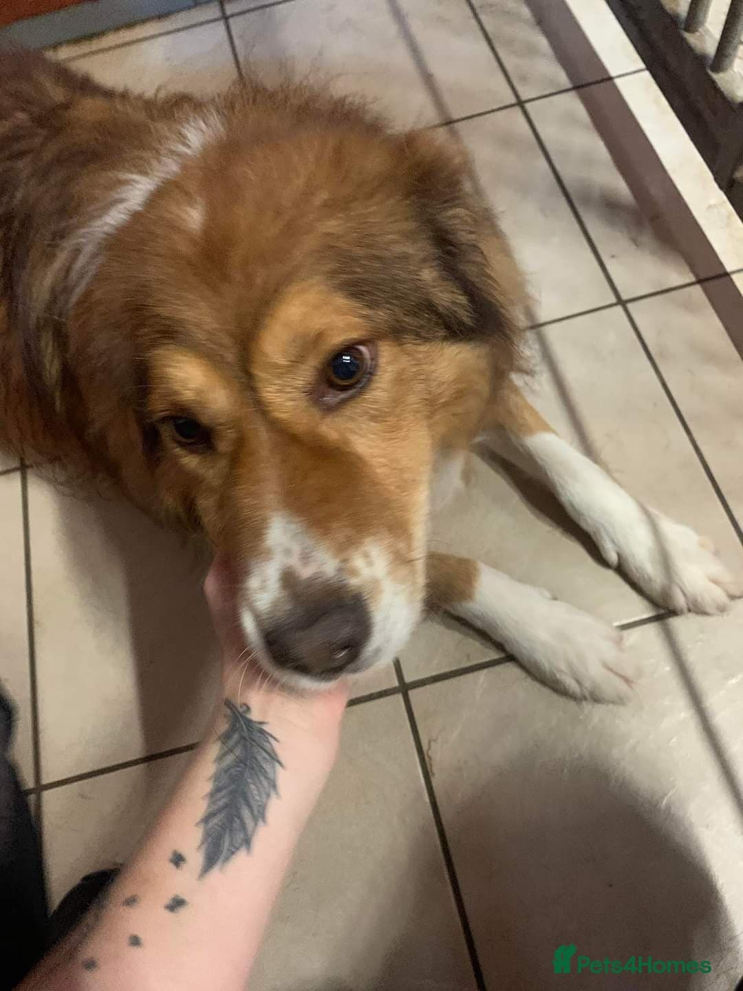 Meet Pongo, currently residing in Cheshire photo 22