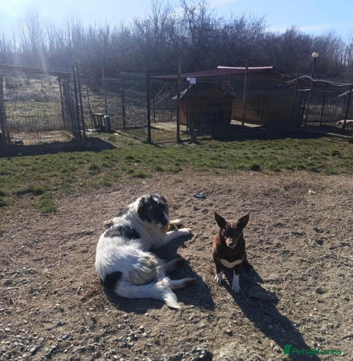 India - Norwich Norfolk photo 16