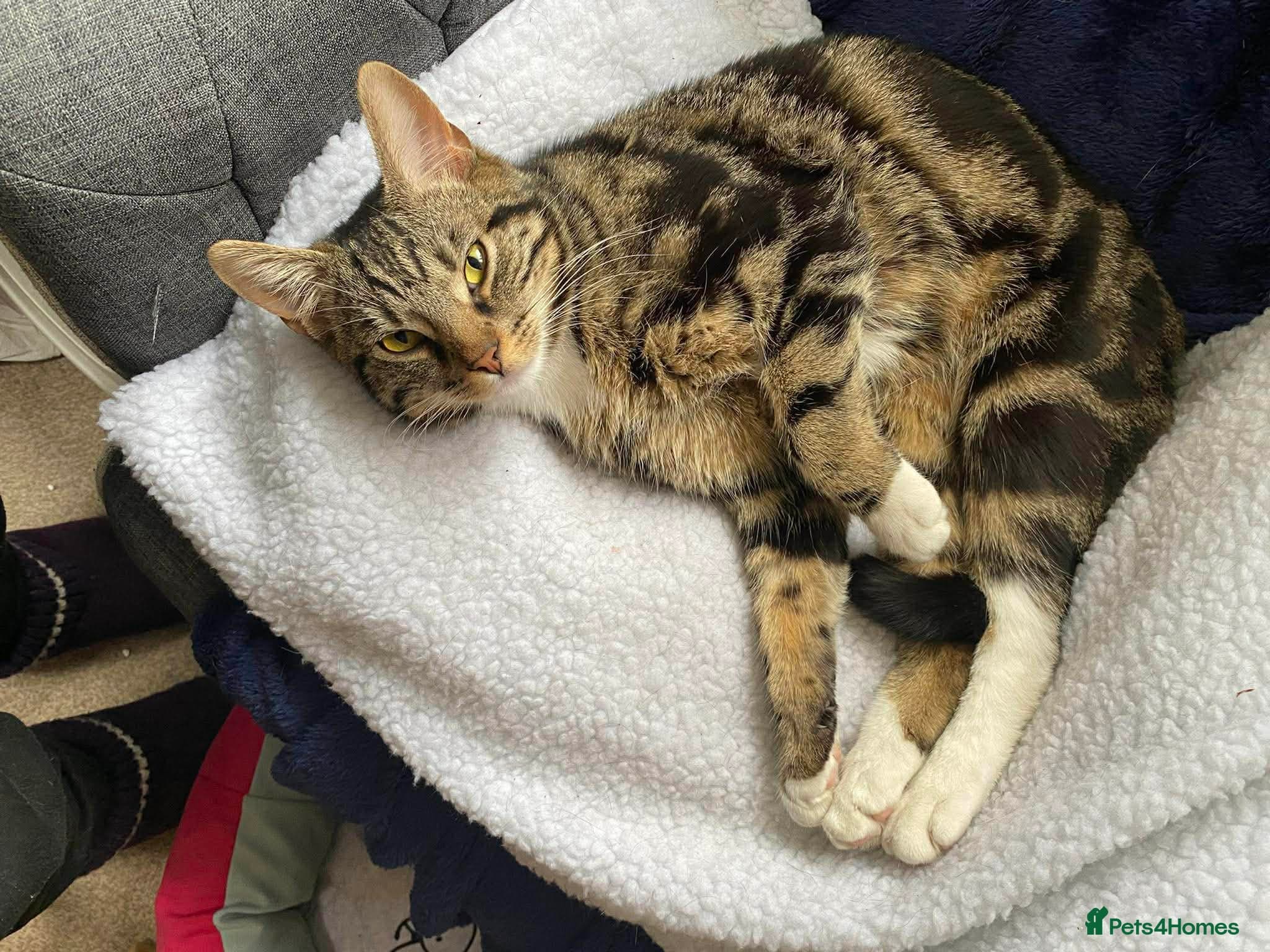 Adorable bonded pair photo 5