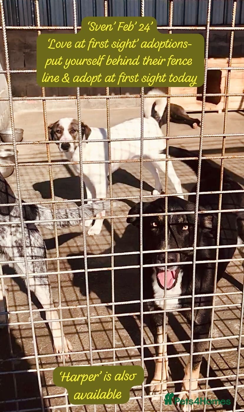 Sven, 1.5 yrs approx.Available for adoption. photo 7