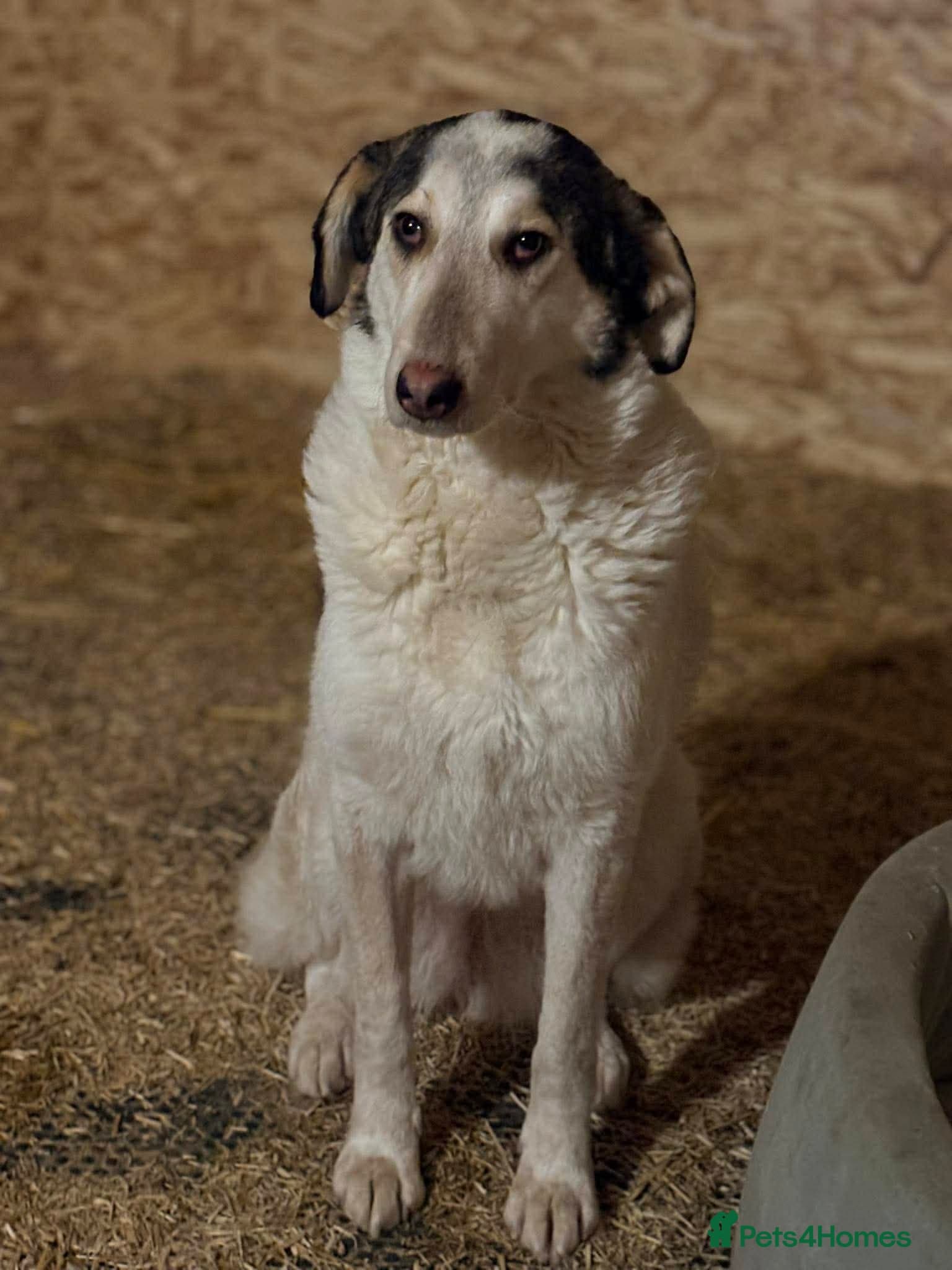 Meet Demi, currently residing in Essex photo 6