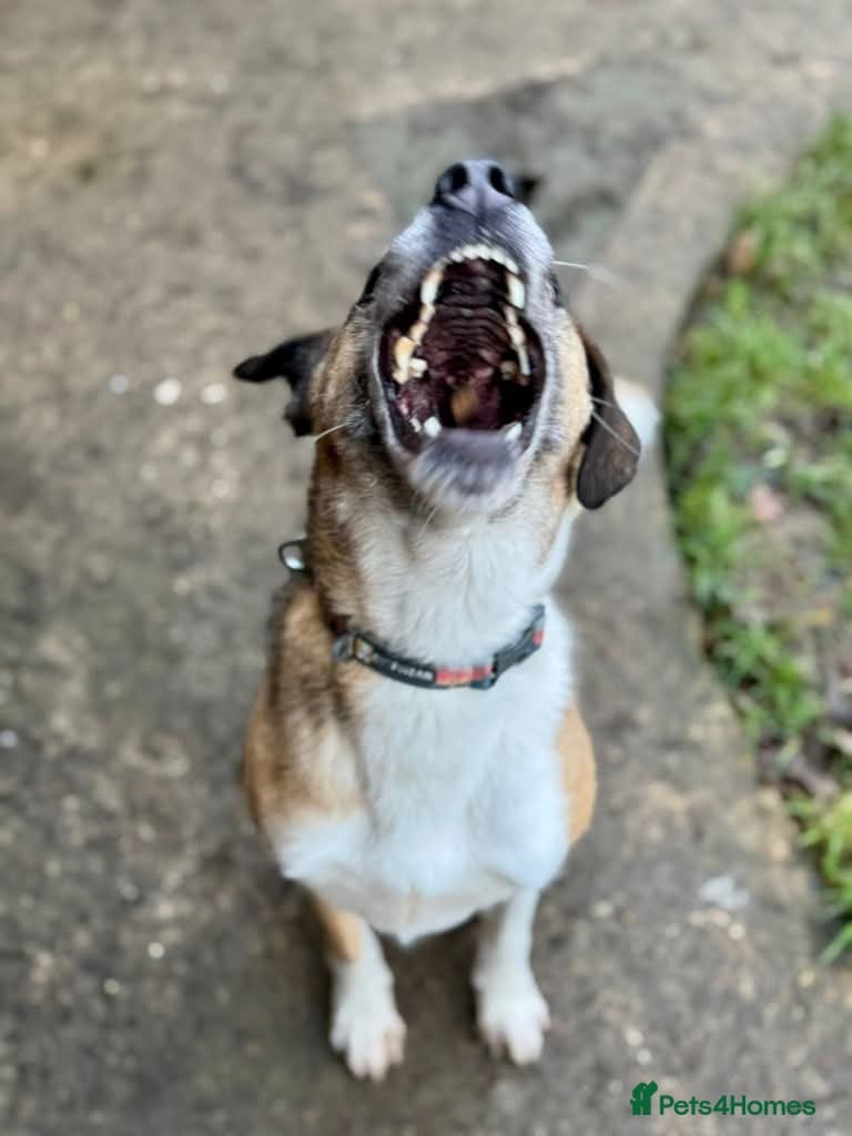 Meet Erol, currently residing in Surrey photo 7