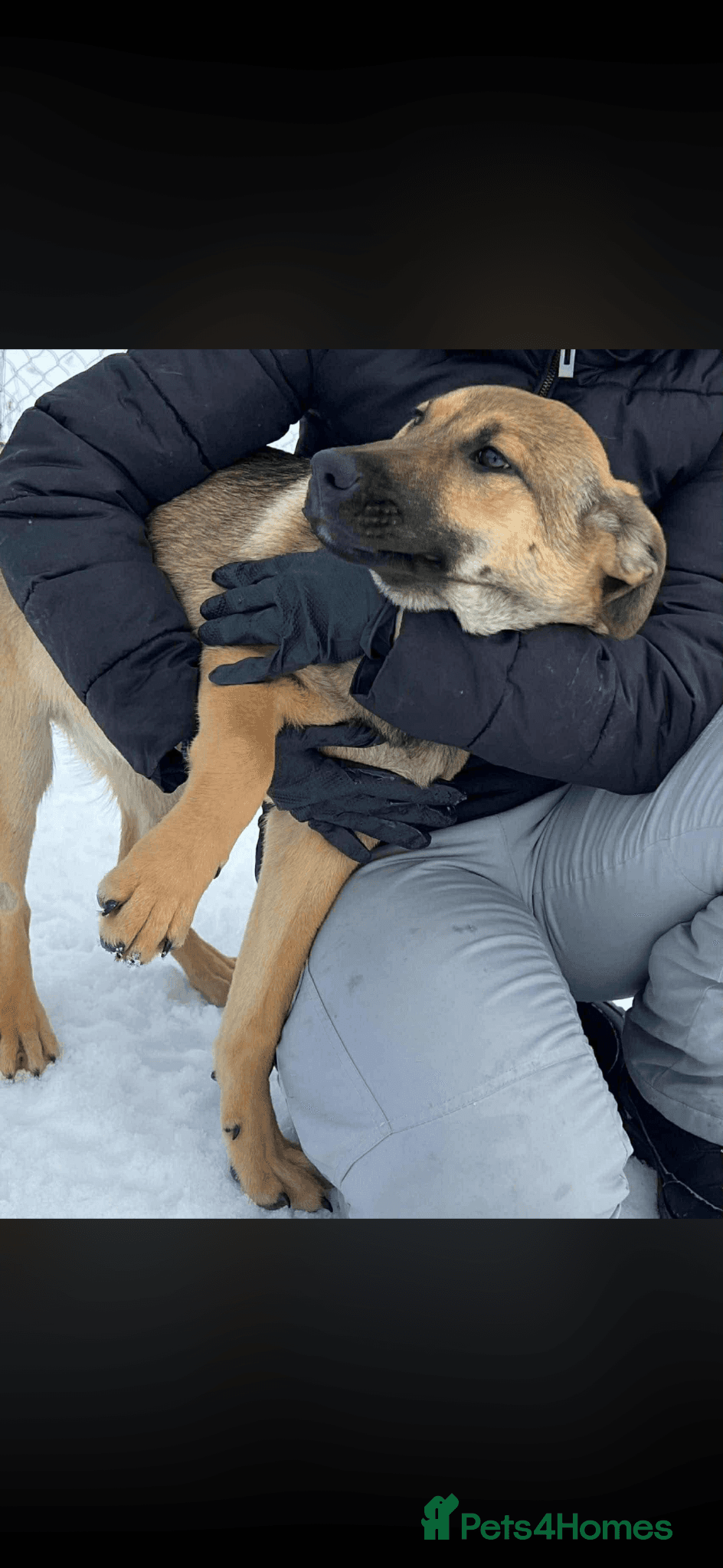 Clover - new info and photos/videos🍀 photo 13