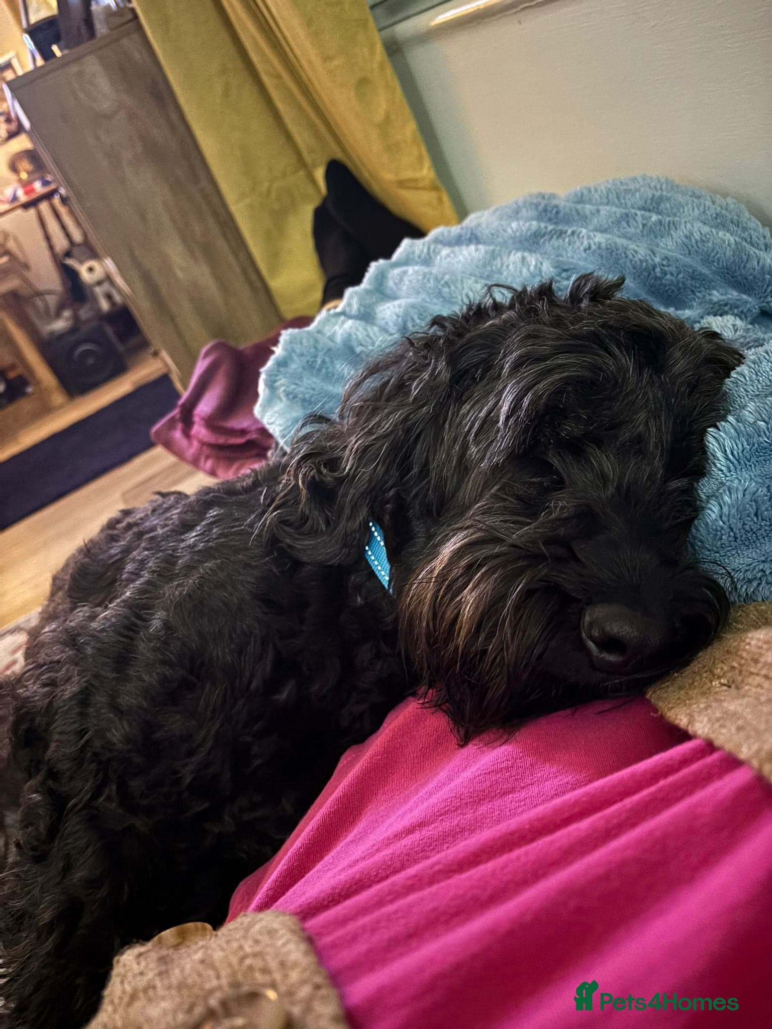 FOSTER or ADOPT๐JACK๐- 4.5-year-old Cockapoo boy photo 6