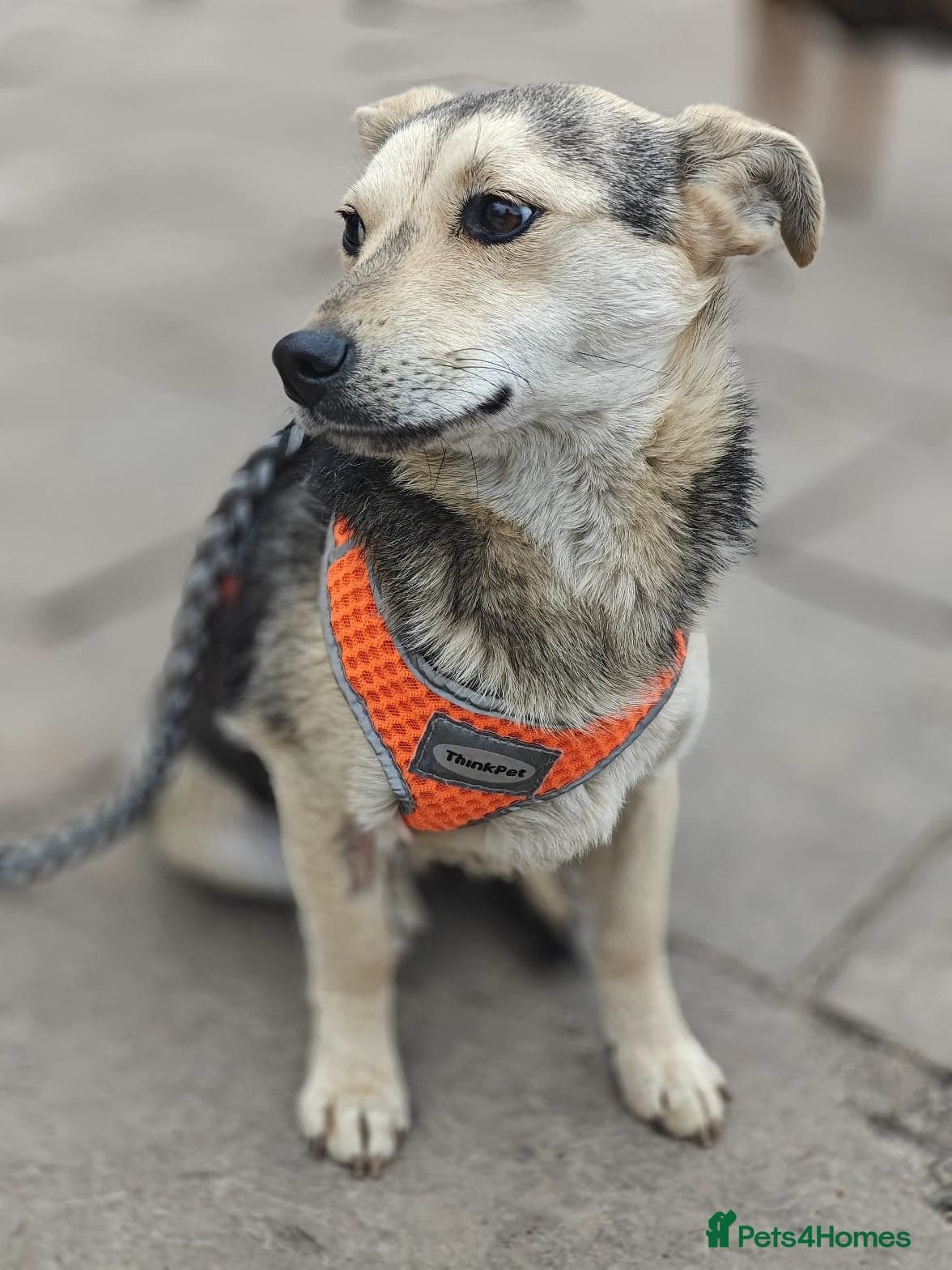 οΈπΆ maree photo 20