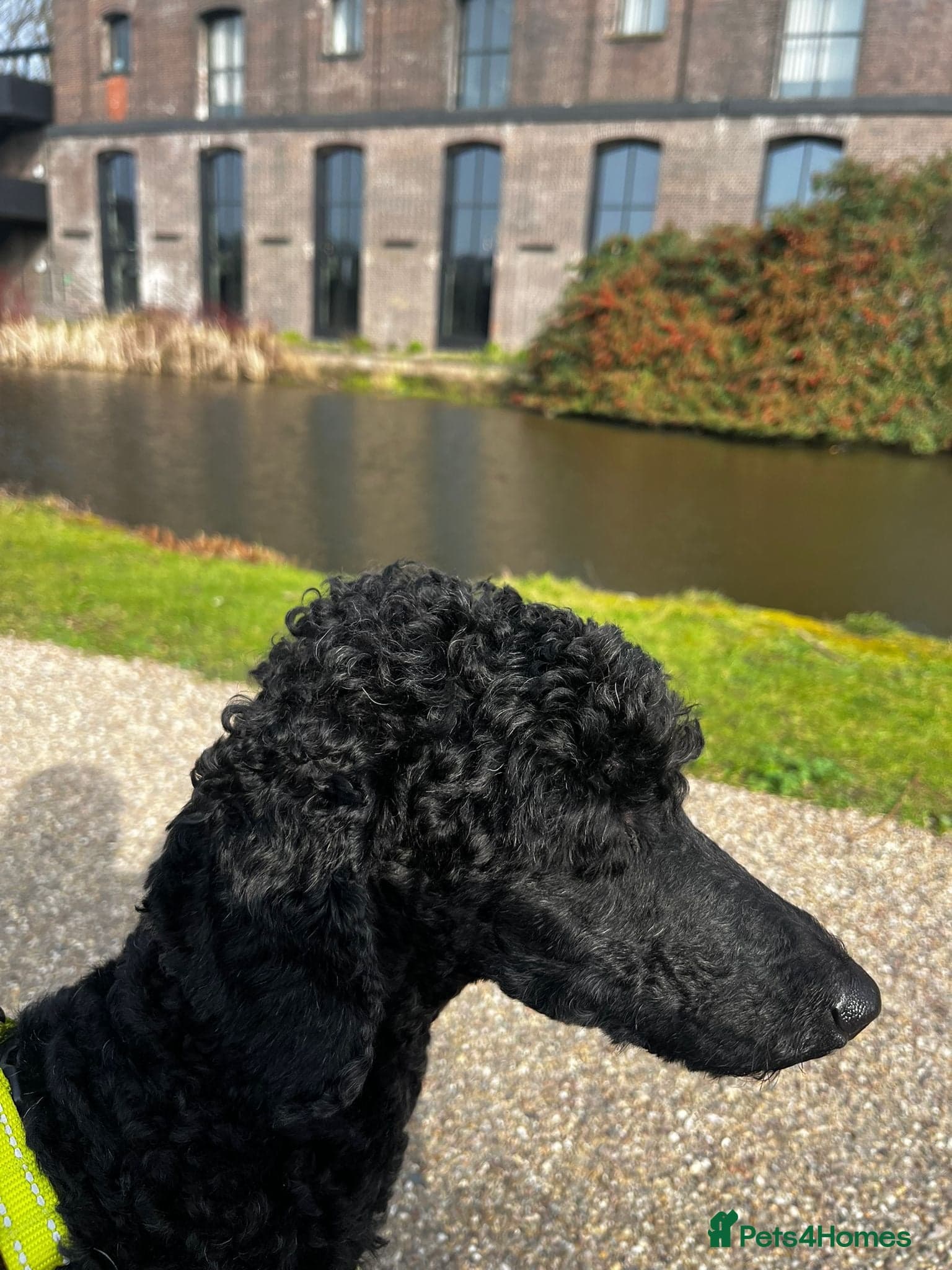 οΈπΆ charlie photo 17