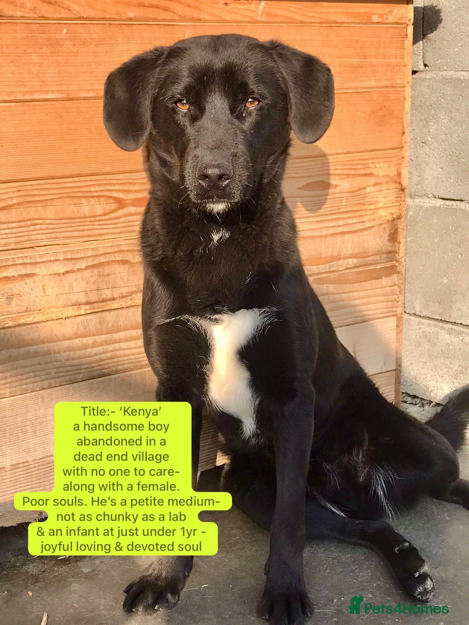 Kenya, 2 yrs approx. — Mixed Breed