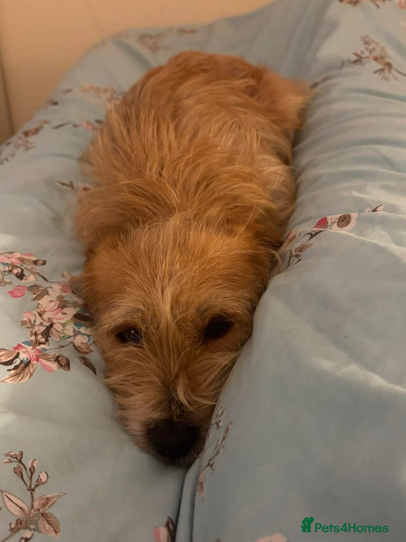 Yara - Norwich Norfolk photo 19