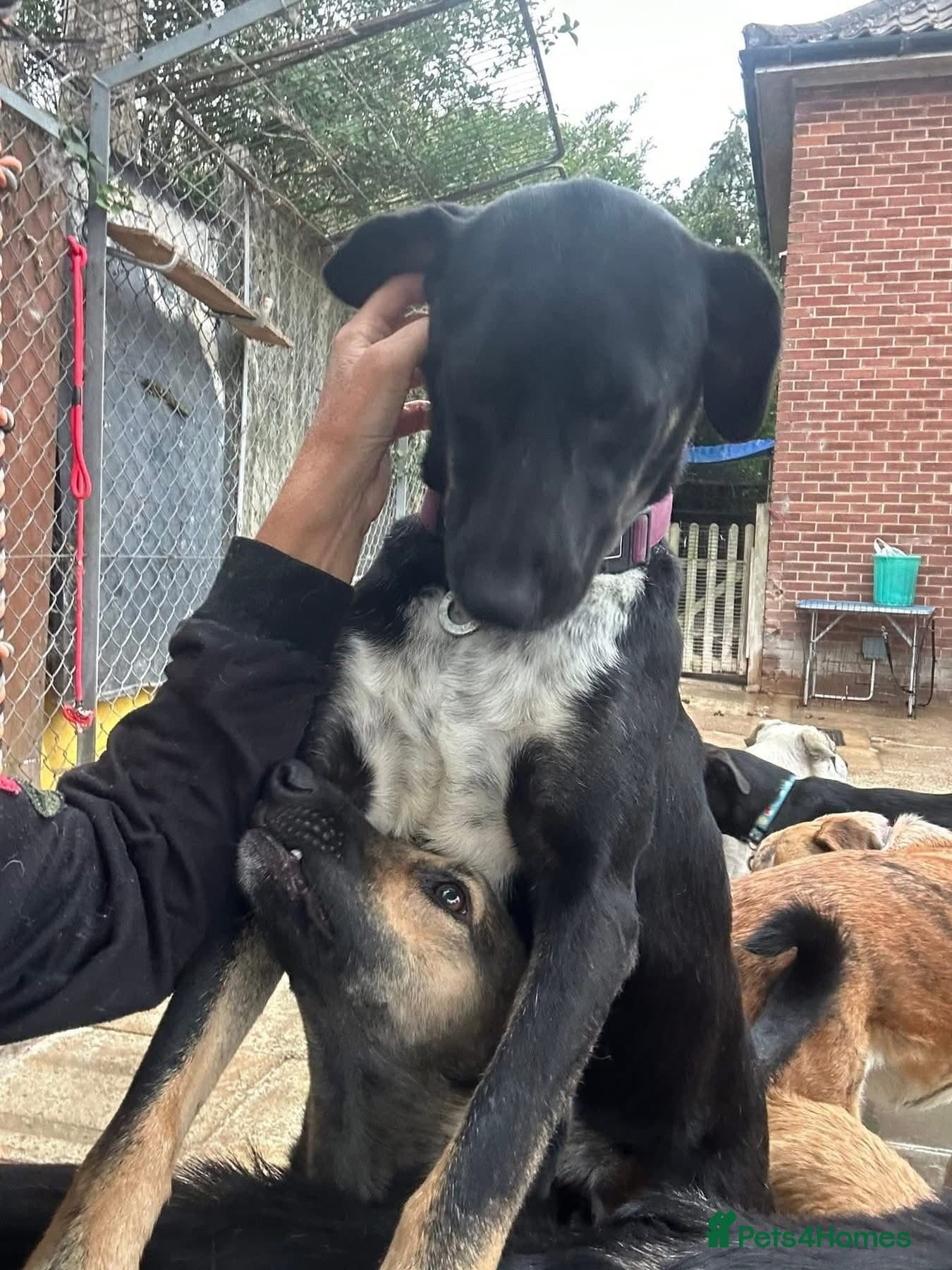 Whiskey. Norwich Norfolk photo 9