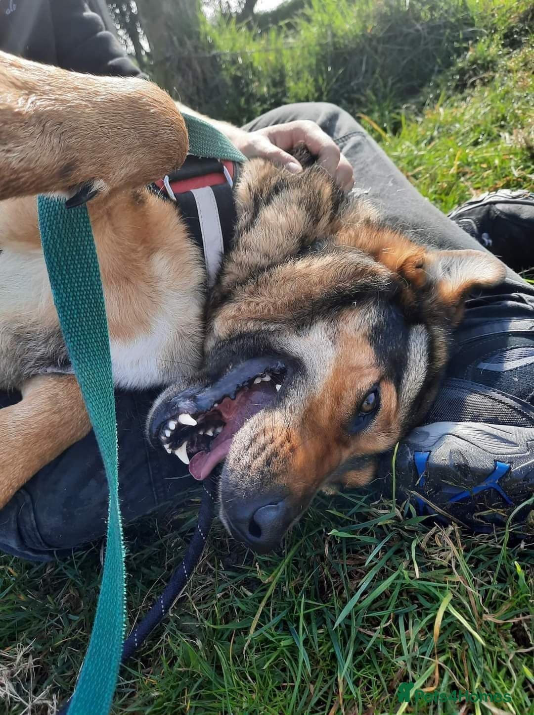 Meet Kobi, currently residing in Cheshire photo 20