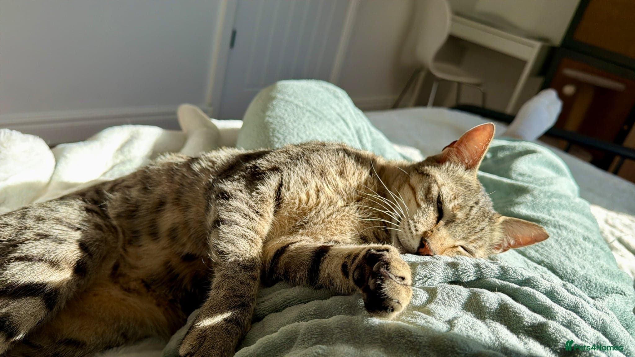 Hera ♥️ (House Cat) photo 8