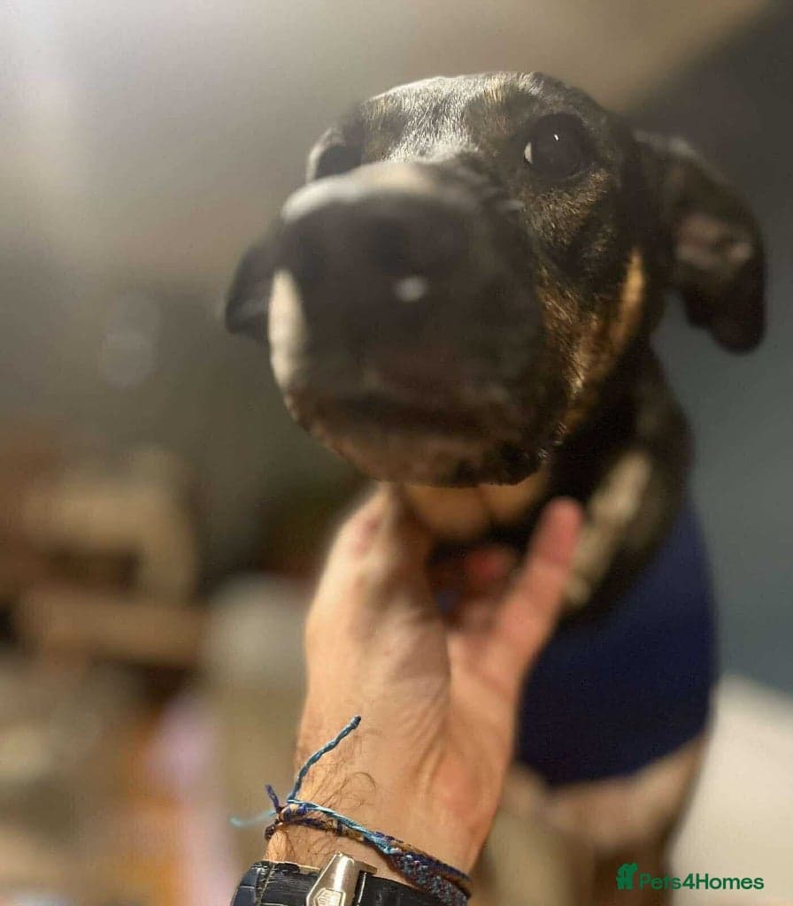 Anthi - in UK Foster (Colchester) photo 4