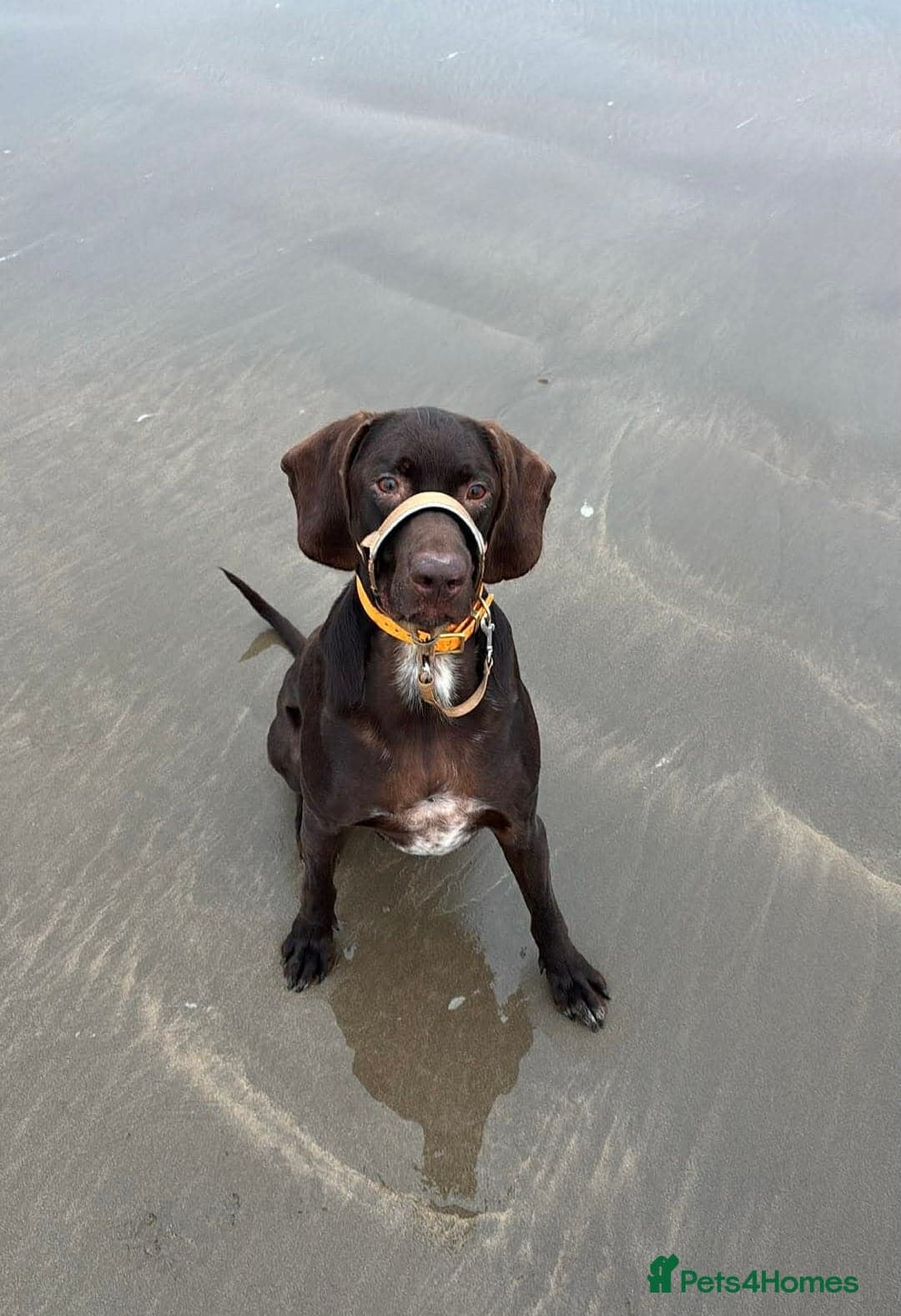 ️ meet wilson photo 2