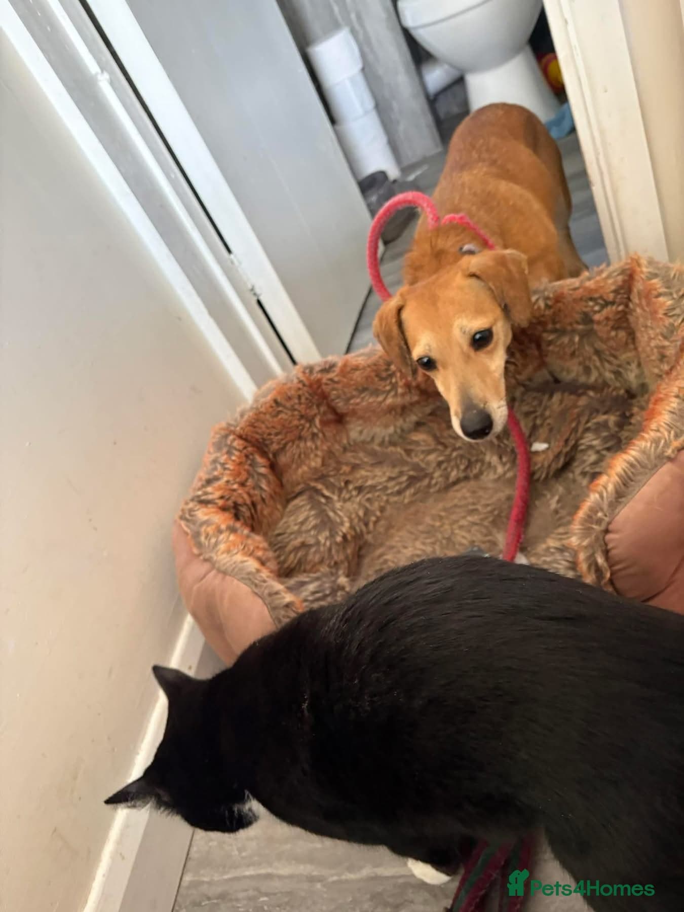 Mavis - Norwich Norfolk photo 16