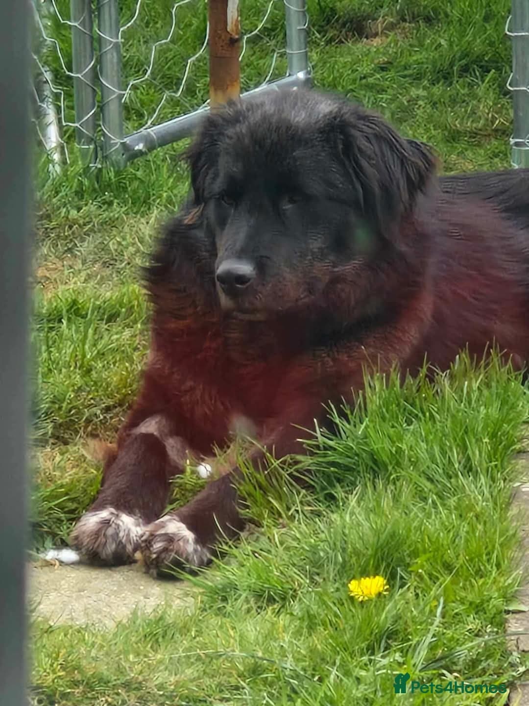 Meet Bryony, currently residing in Kent — Mixed Breed