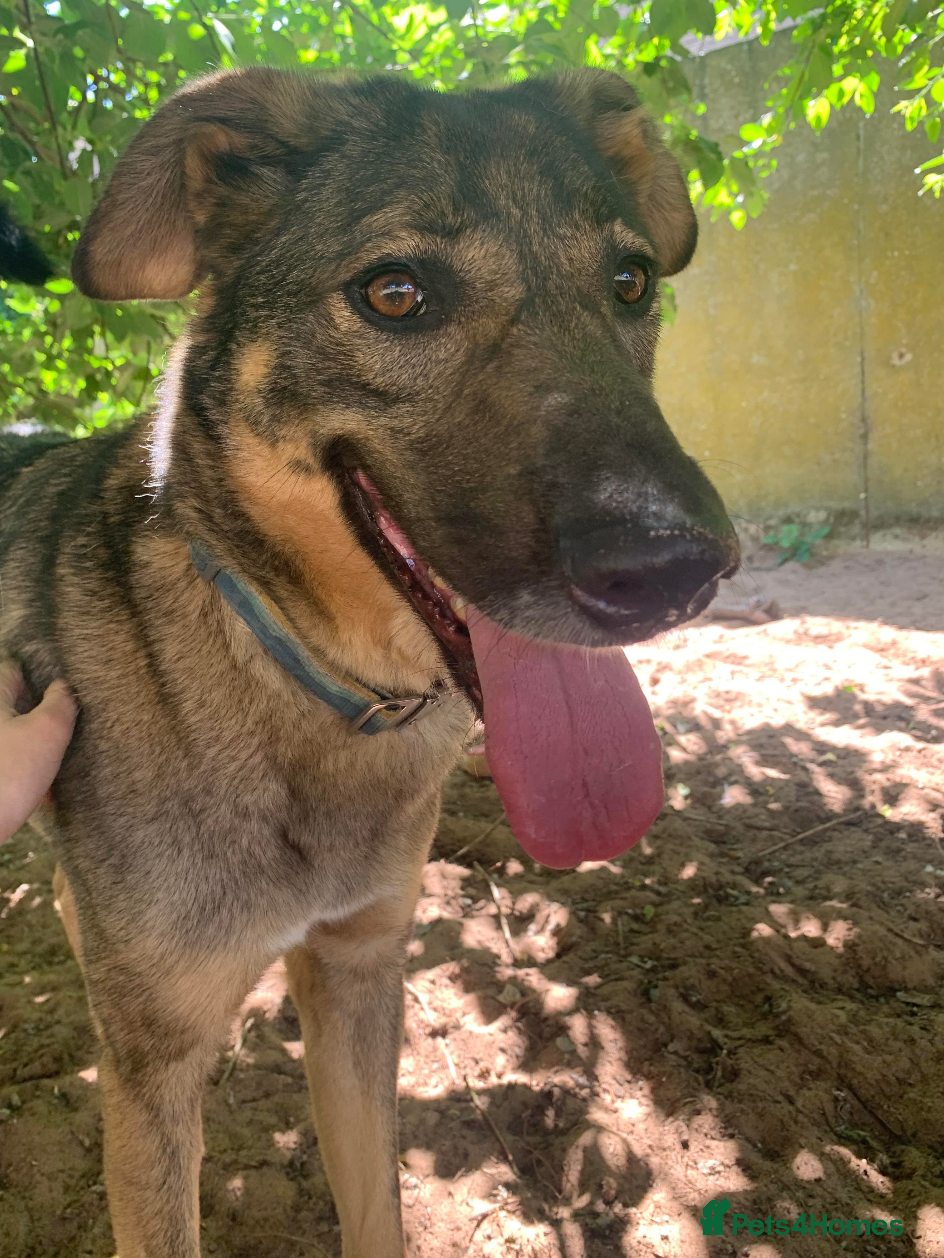 Meet Ozzy, currently residing in Cheshire photo 12