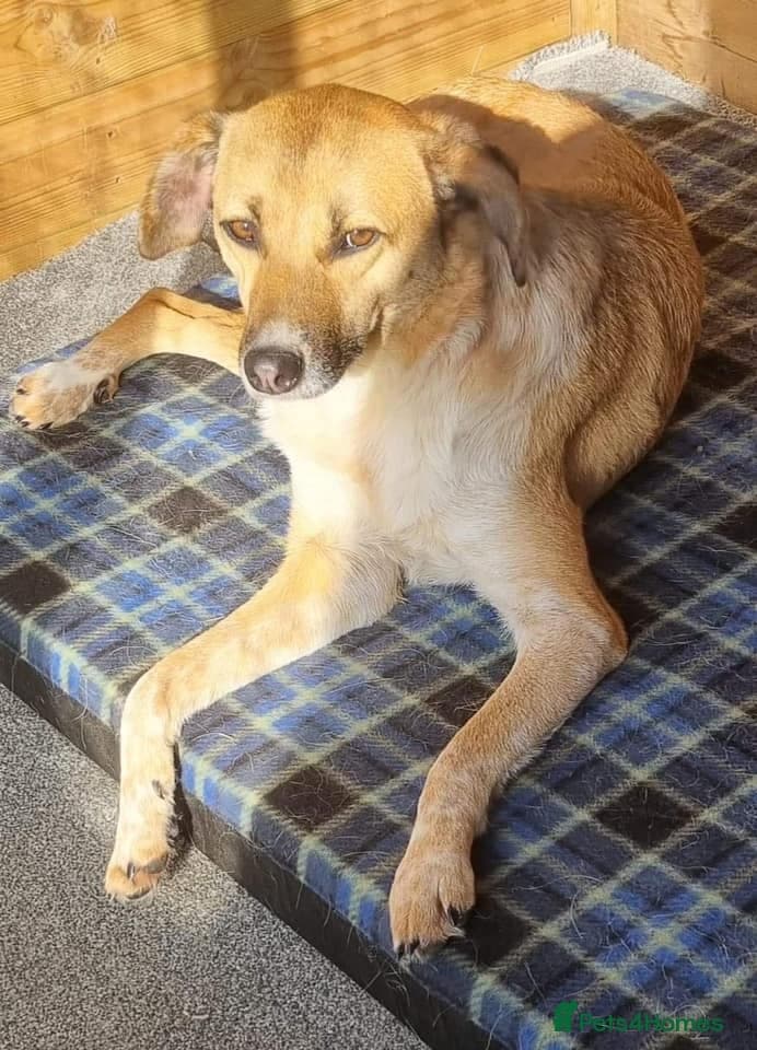 Tessa and Tosca -looking photo 16