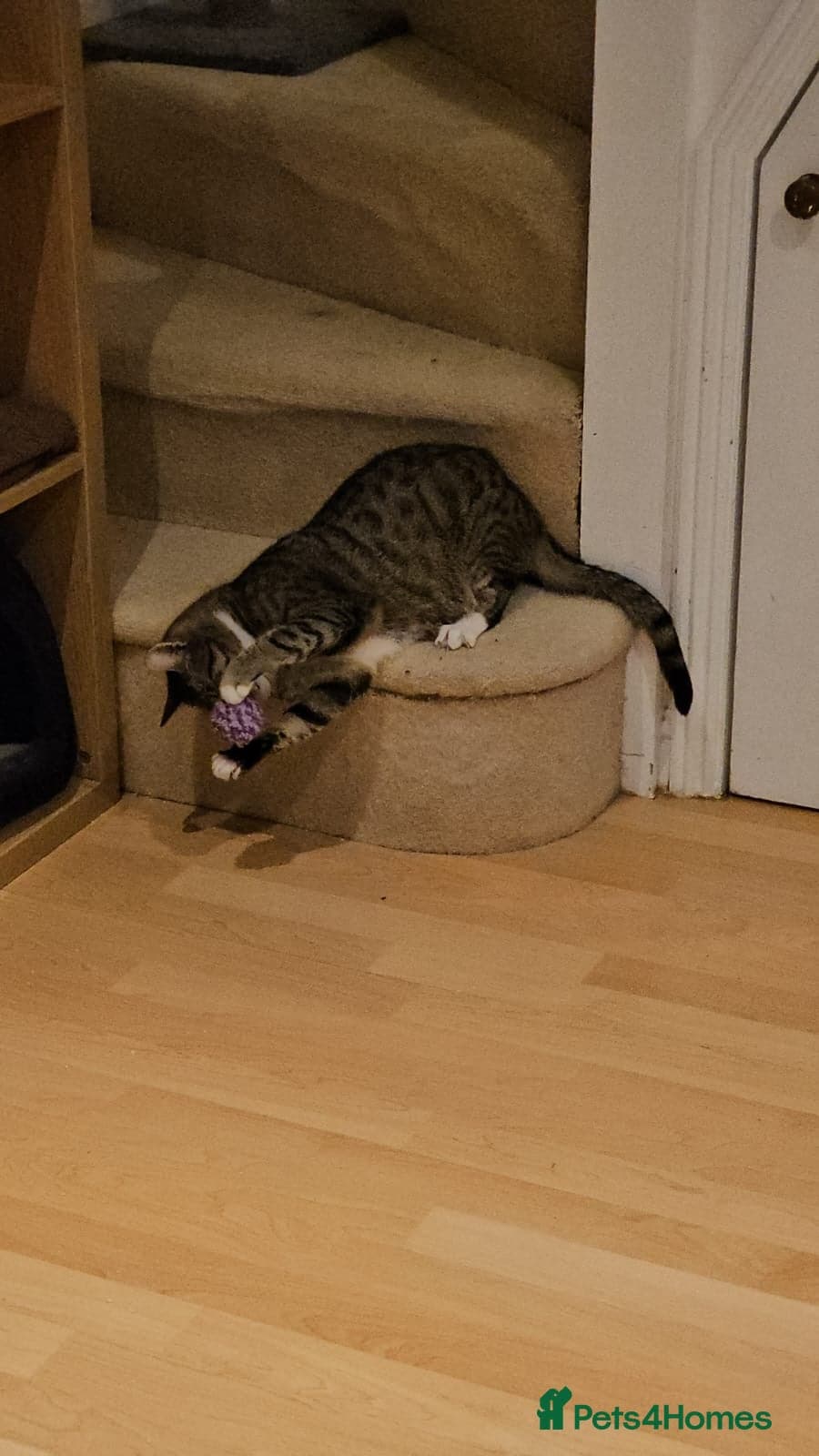 yr old Rescue Cat photo 13