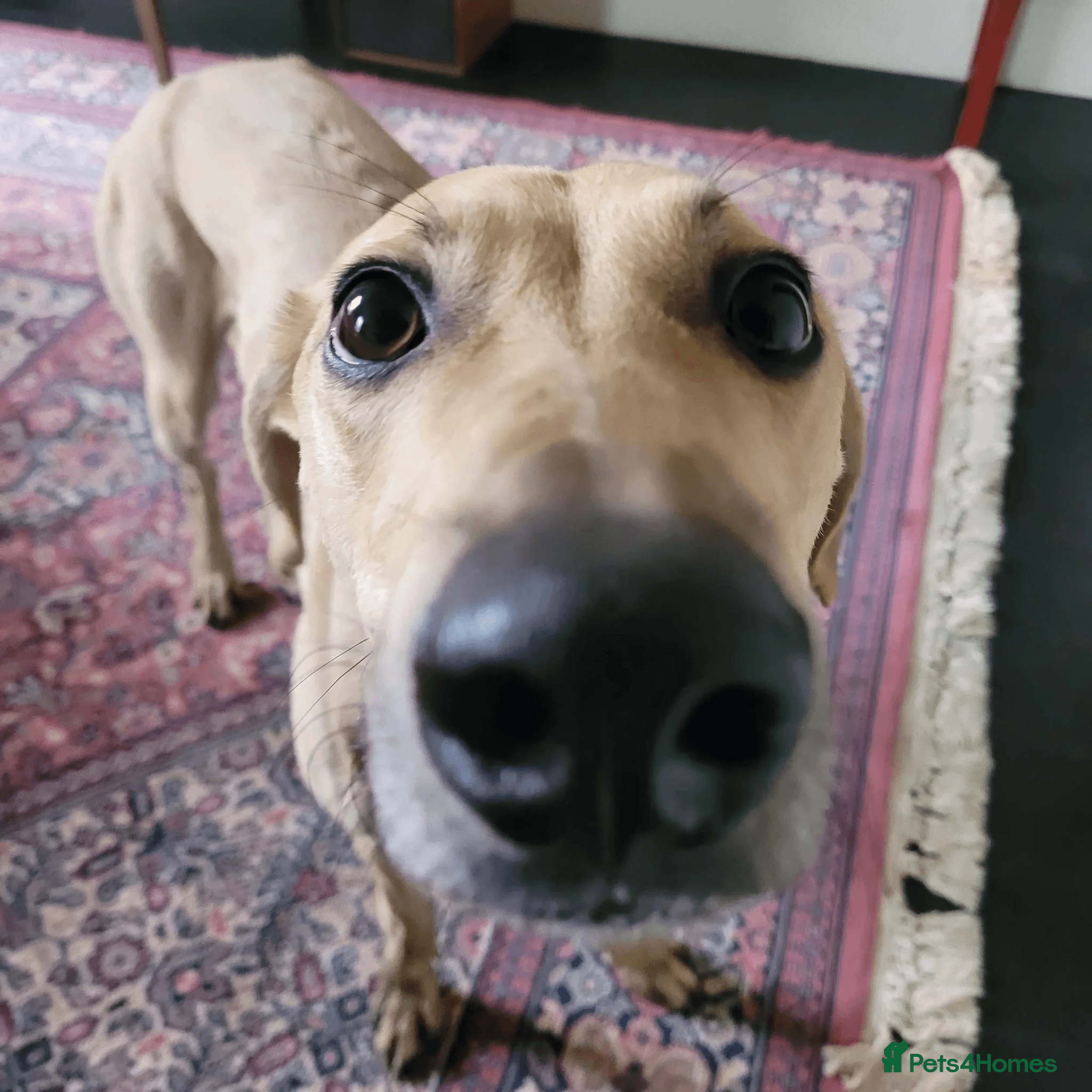 Prince (sighthound mix) photo 9