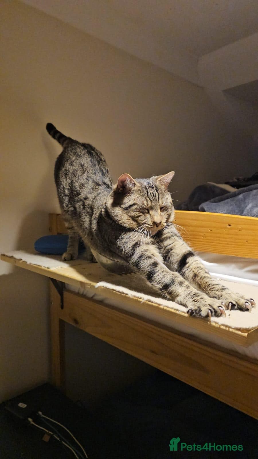 Gentle 10 month rescue MaleCat photo 2