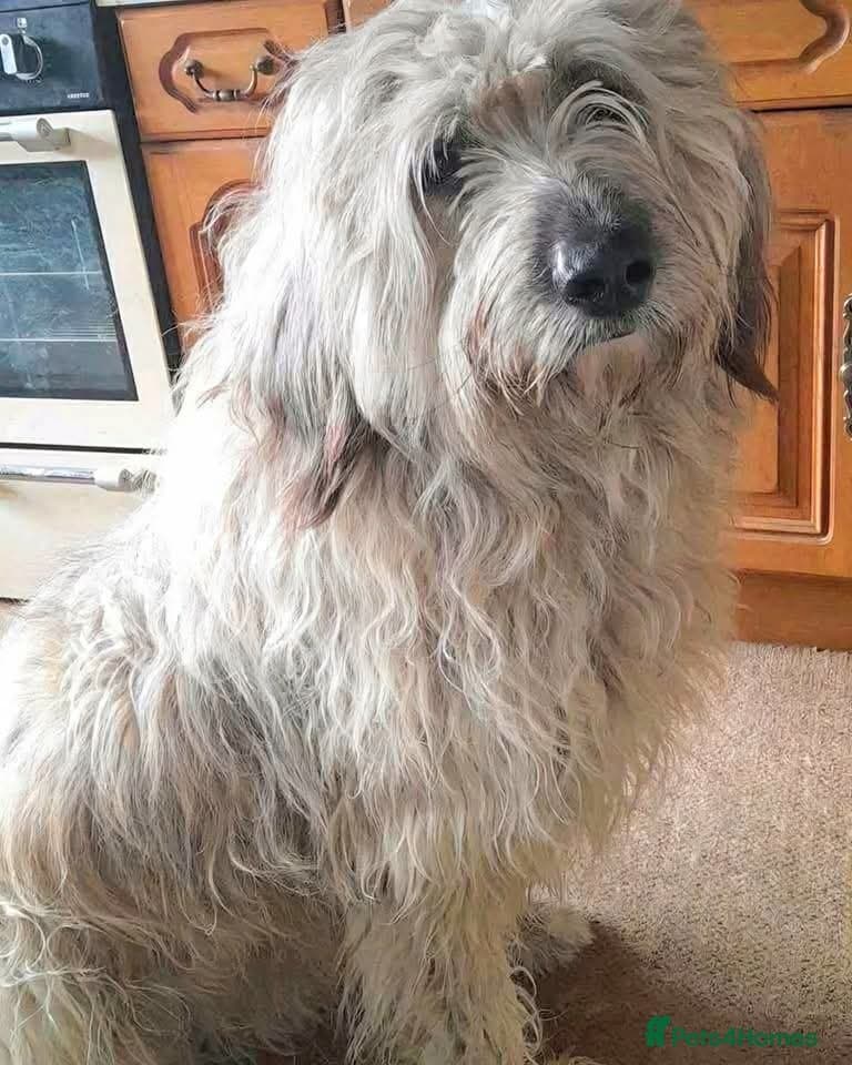 Oscar - our bear boyπ photo 3