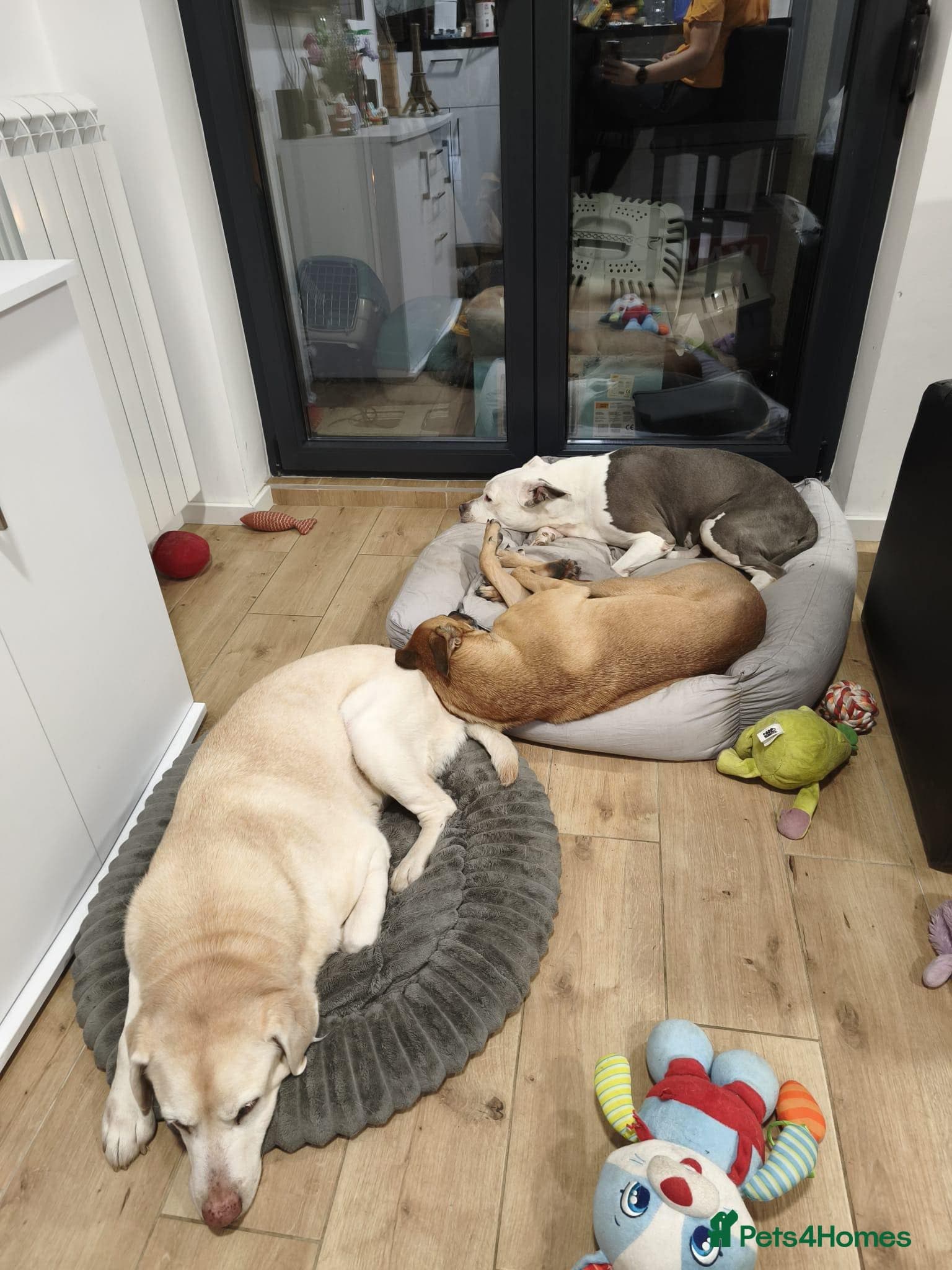 Zuca! — Mixed Breed