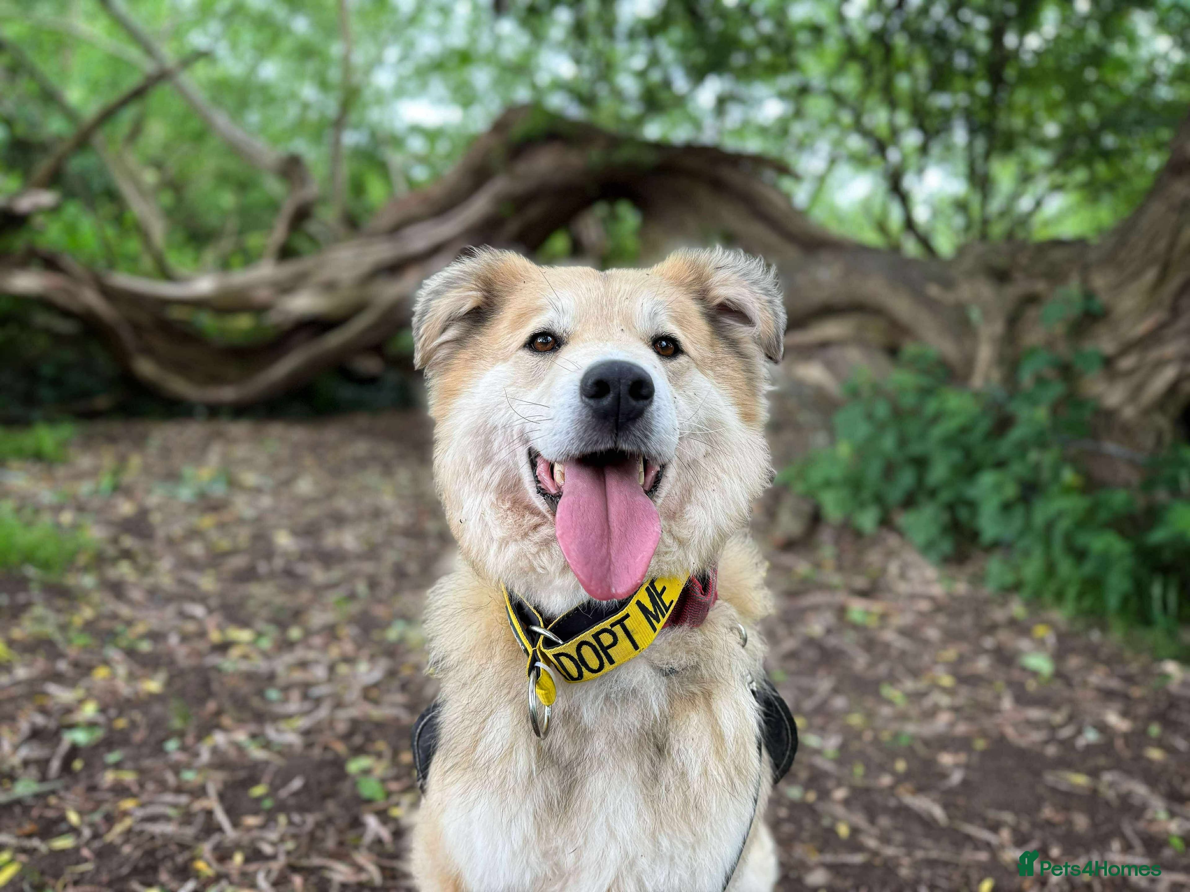 Meet Paddy, currently residing in Cheshire photo 32