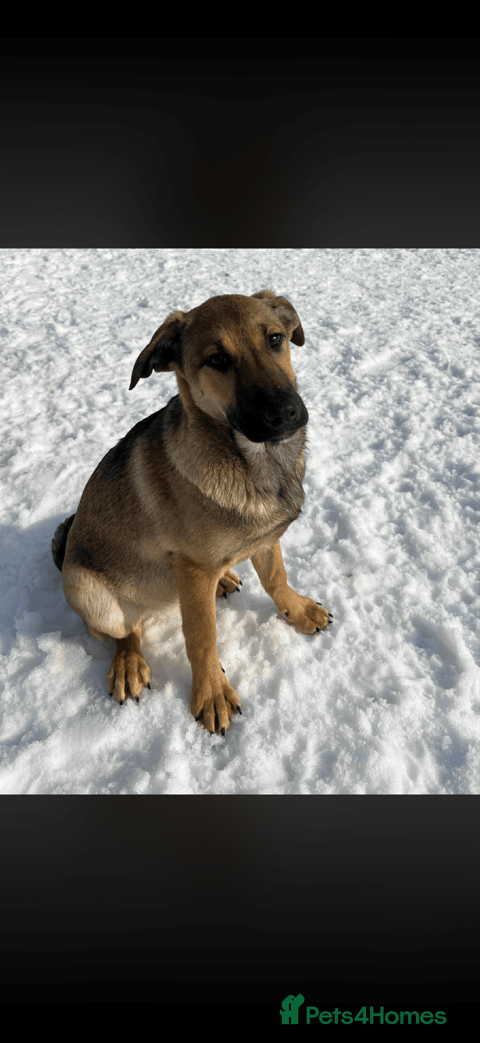 Clover - new info and photos/videos🍀 photo 9