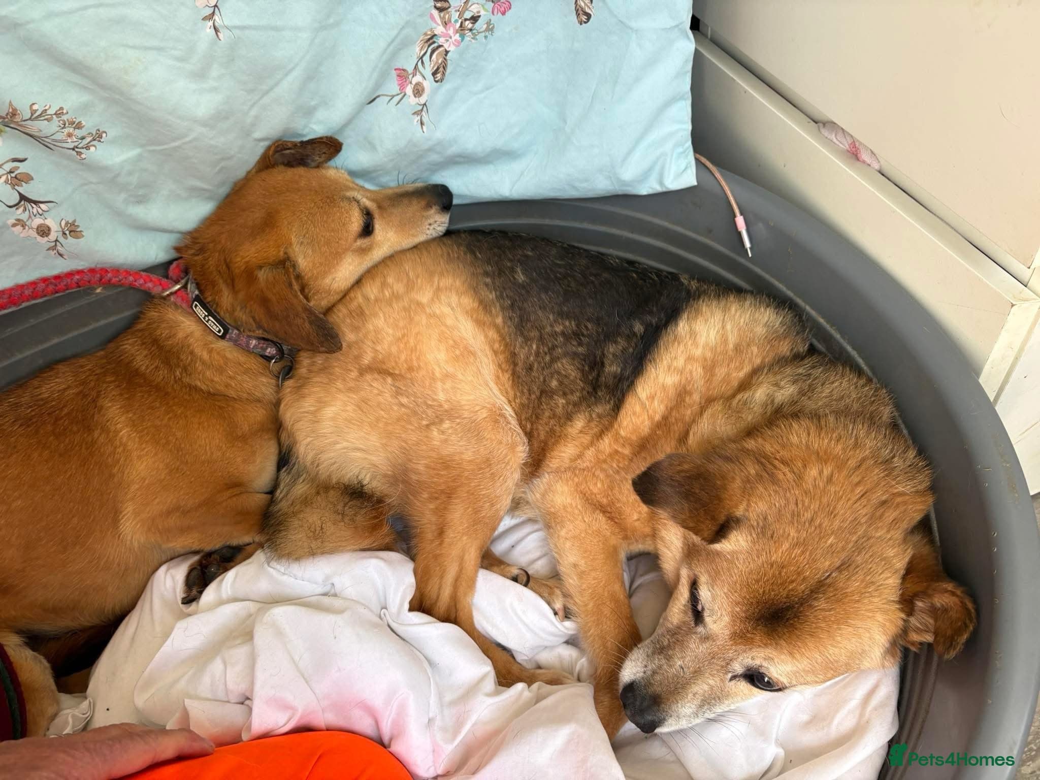 Mavis - Norwich Norfolk photo 18