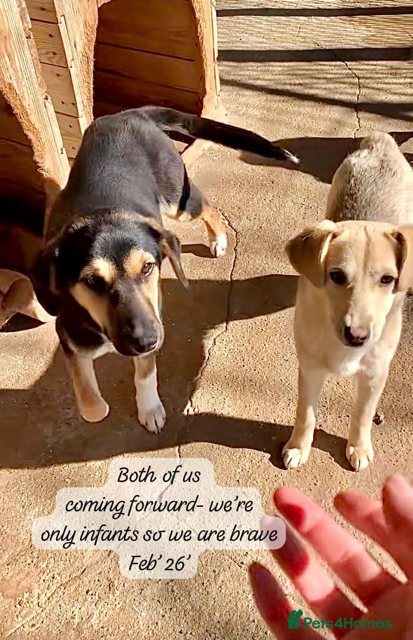 Shauna, 6 months approx. photo 12