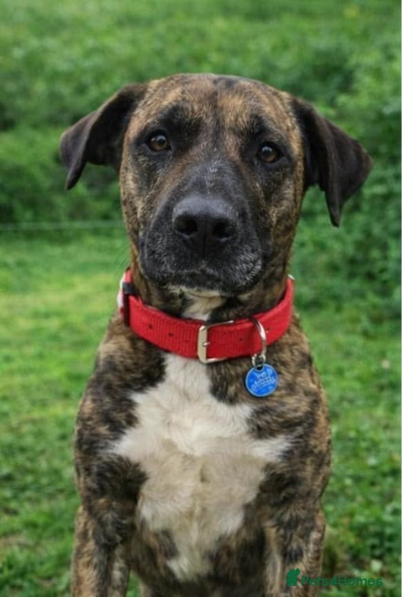 ️🚨URGENT🚨‼️ ALMA🩷🐾 Around 5 years — Mixed Breed