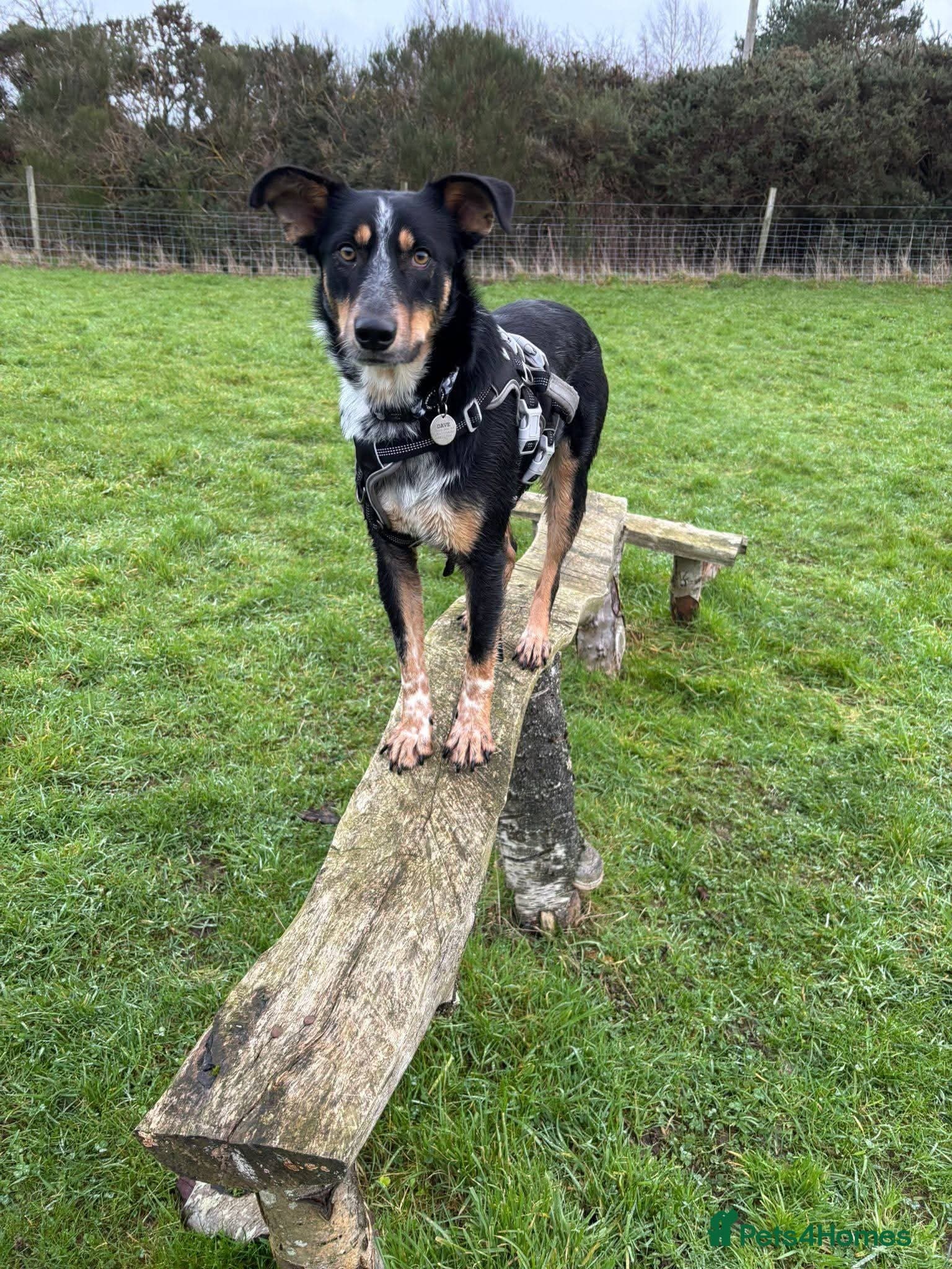 Meet Dave, currently residing in Aberdeen photo 3