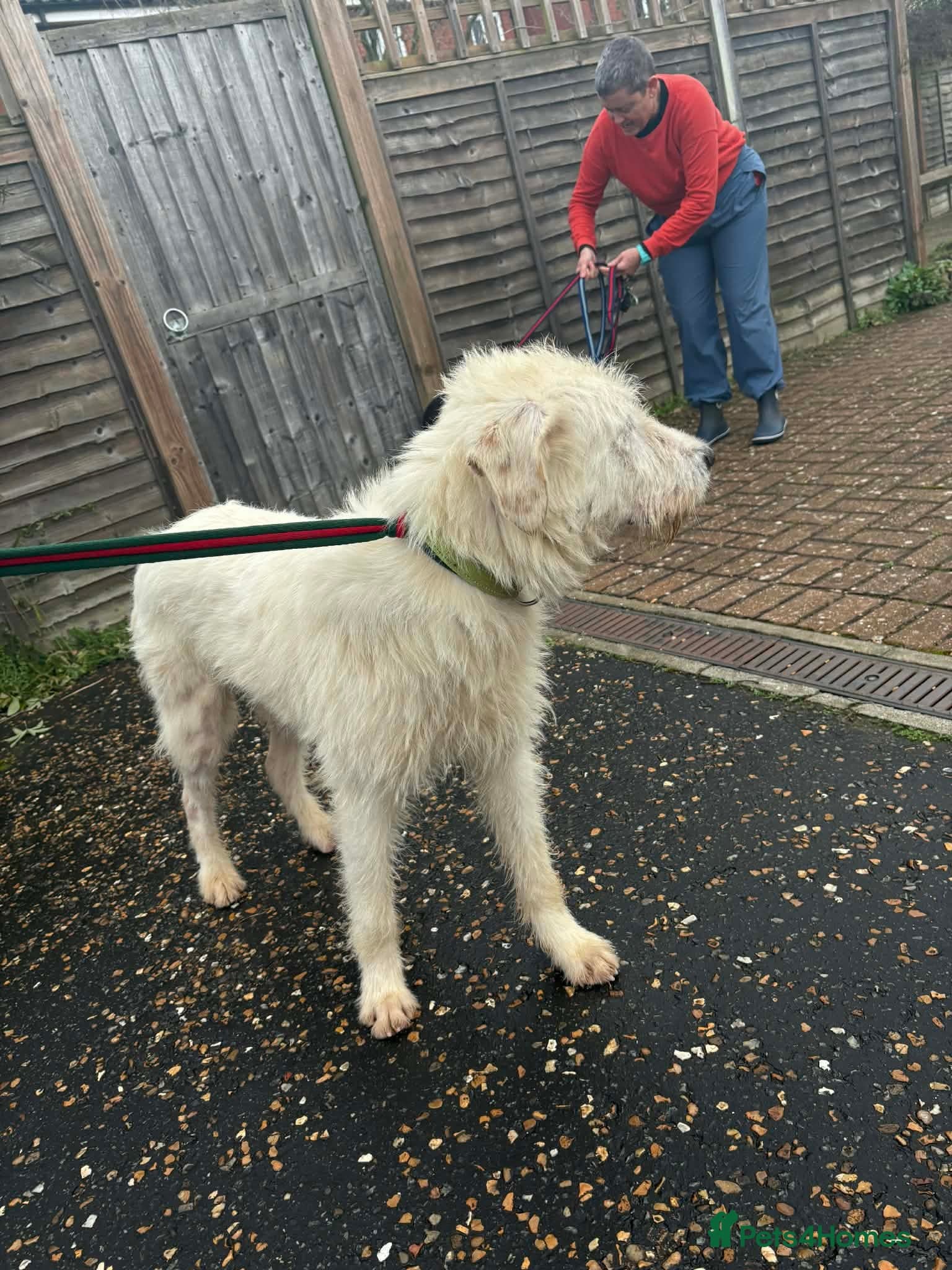 Peter - Norwich Norfolk photo 14