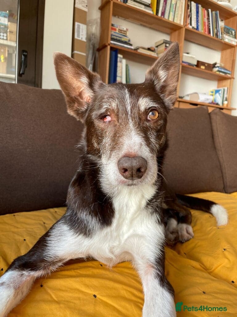 Bico — Ibizan Hound