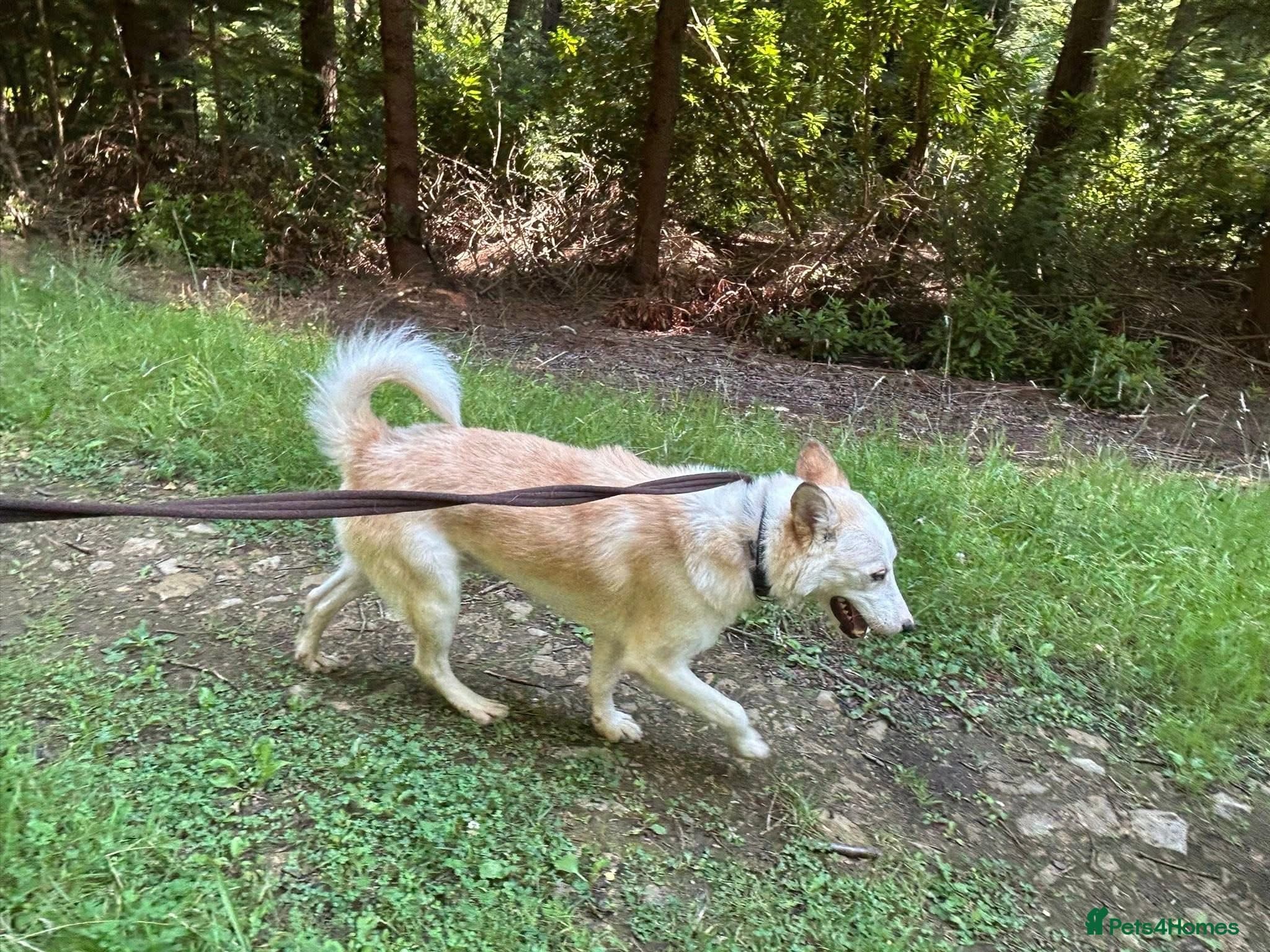 Song - Norwich Norfolk photo 26