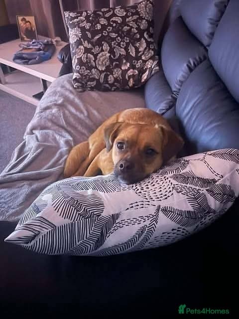 Meet Jaspher, currently residing in Edinburgh photo 5