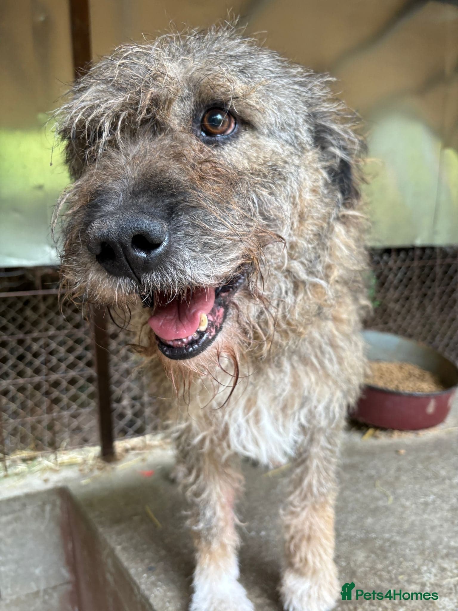 year old Fionn photo 2