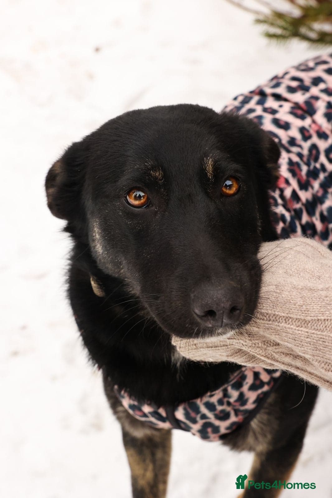 ️MILLA❤️11 month, calm, thoughtful girl photo 3