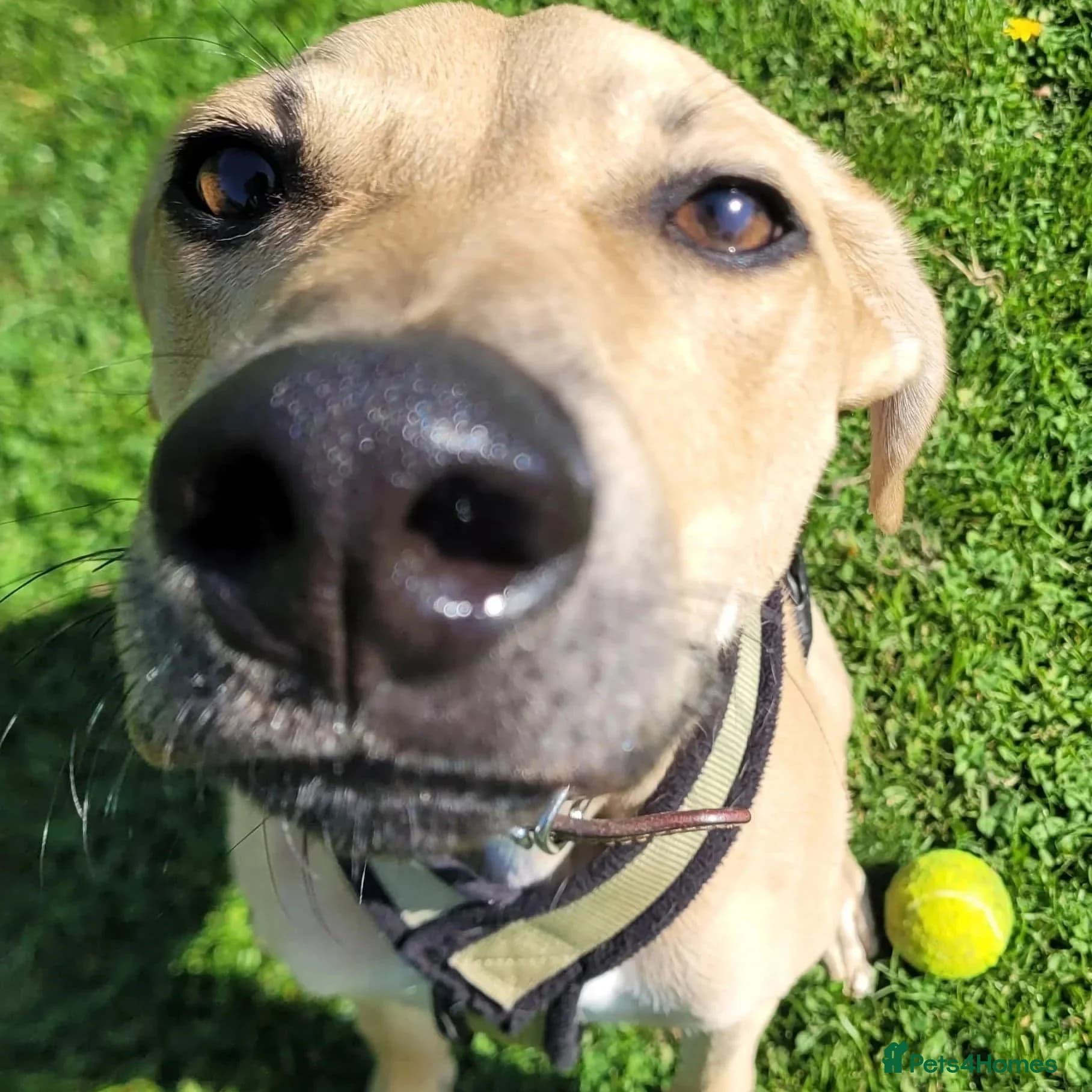 Prince (sighthound mix) photo 4