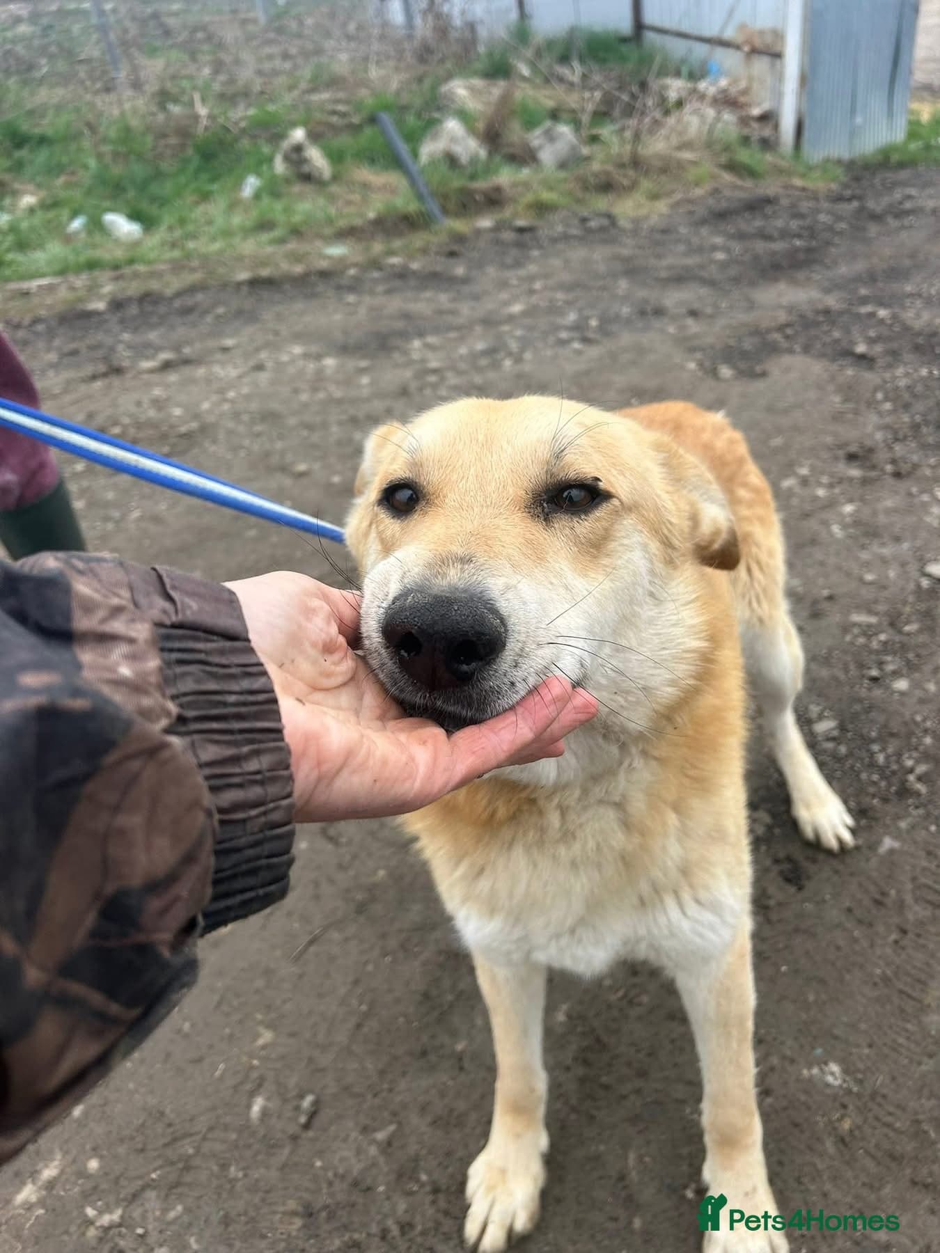 Tanner - Norwich Norfolk photo 4